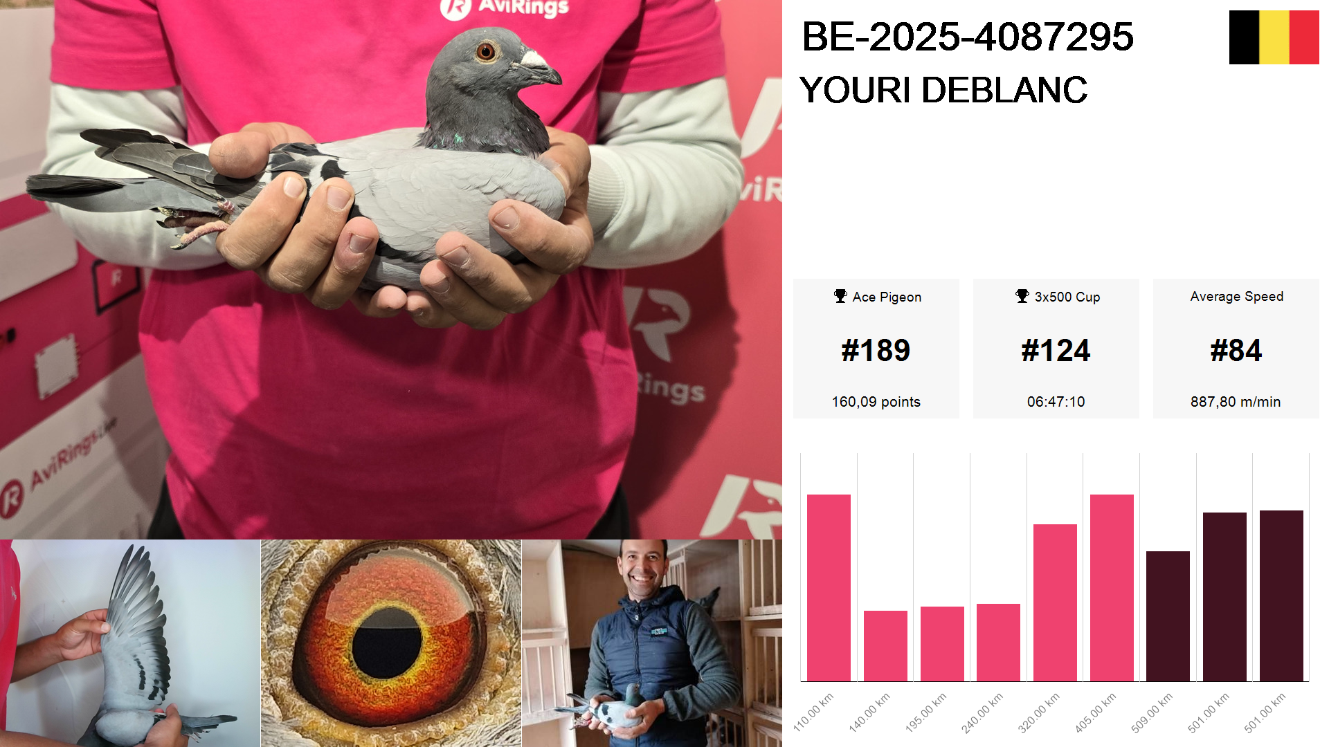 Pigeon summary image