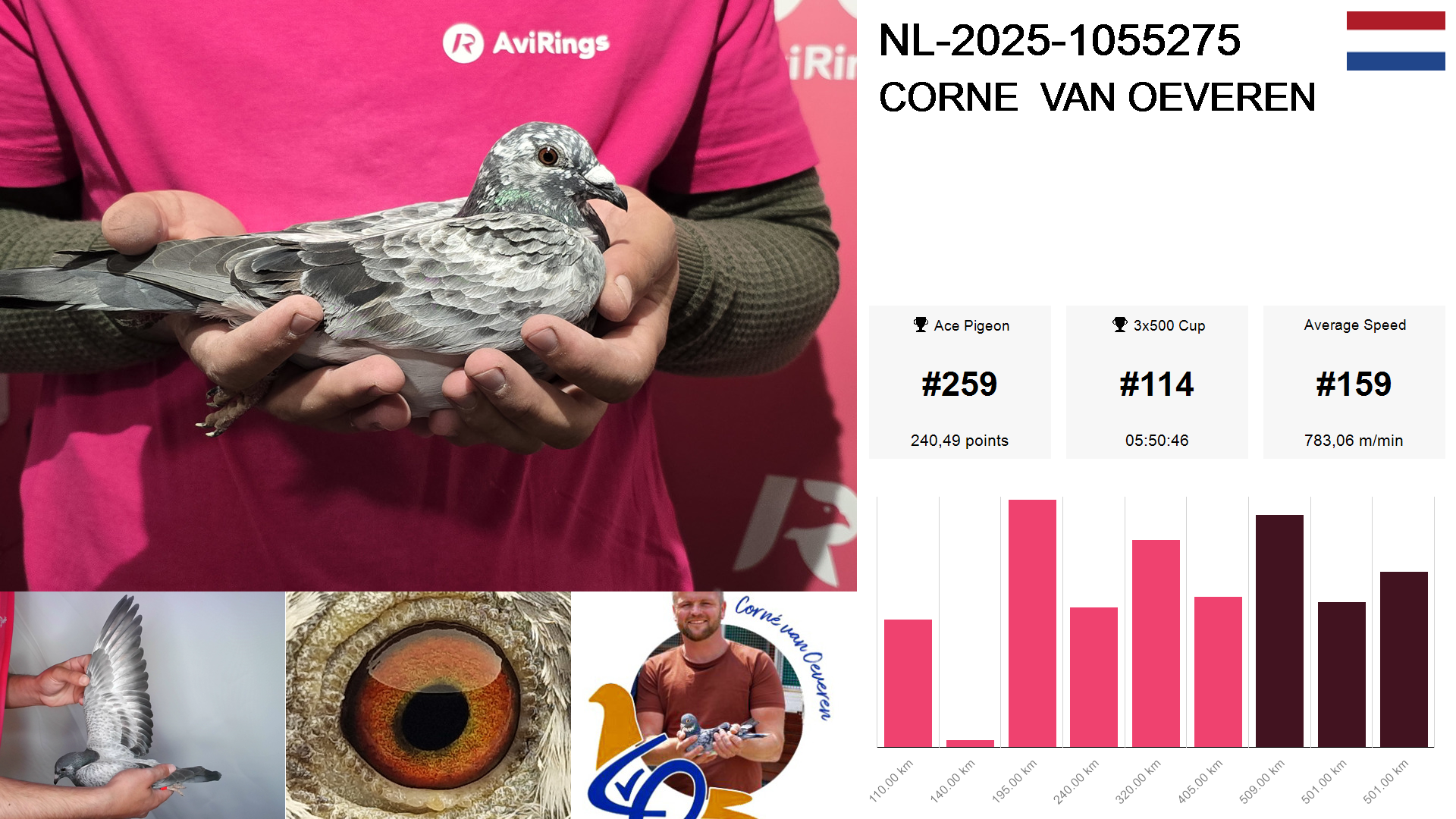 Pigeon summary image
