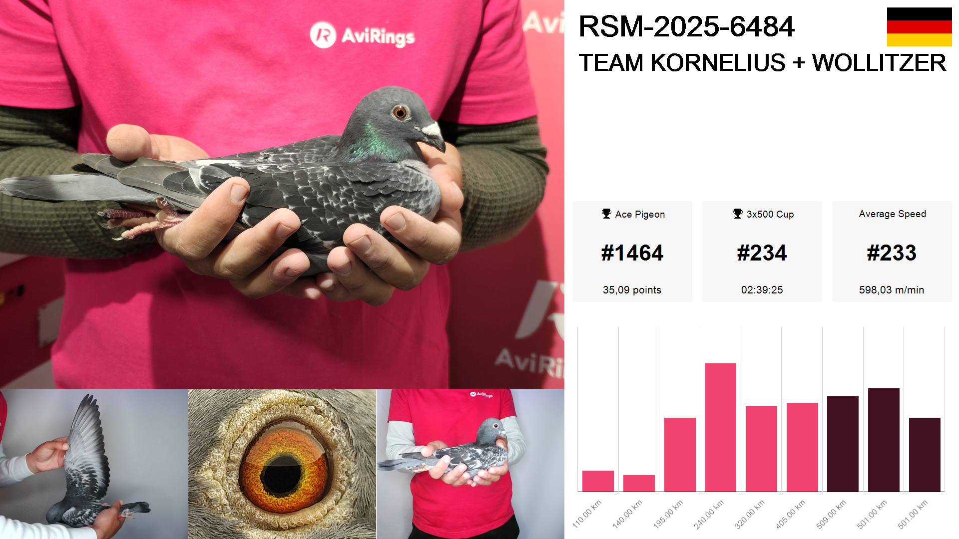 Pigeon summary image