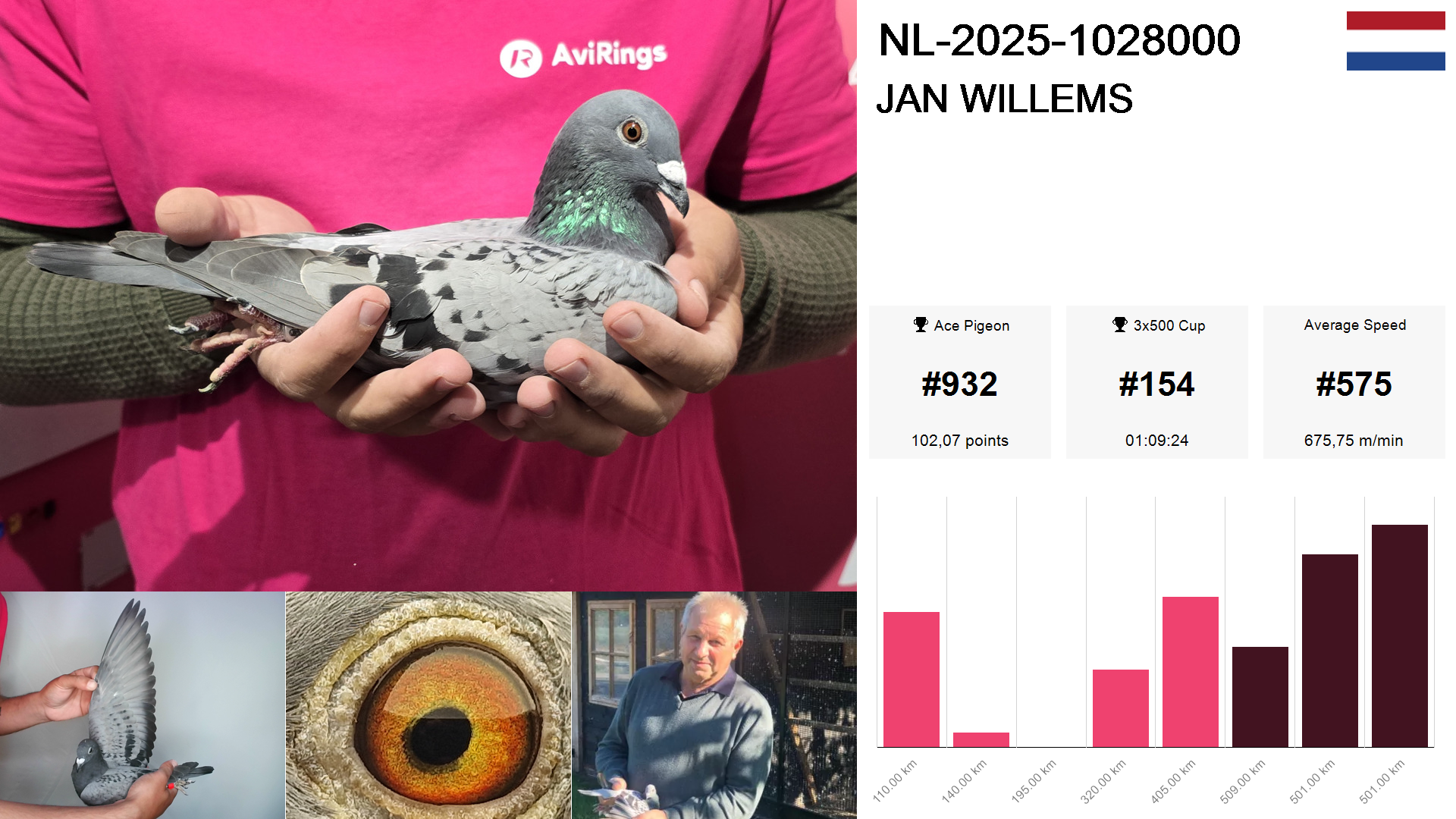 Pigeon summary image