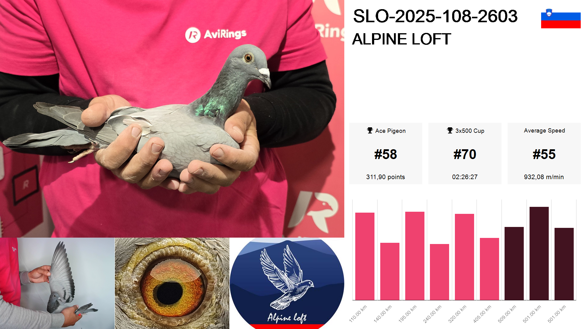 Pigeon summary image