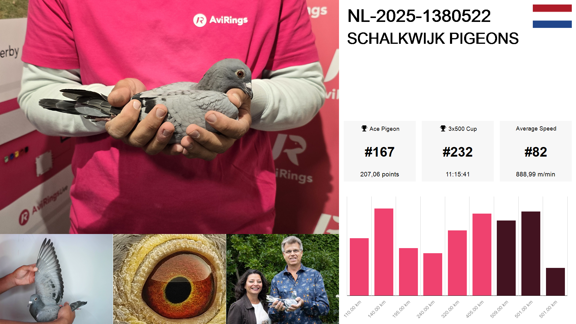 Pigeon summary image