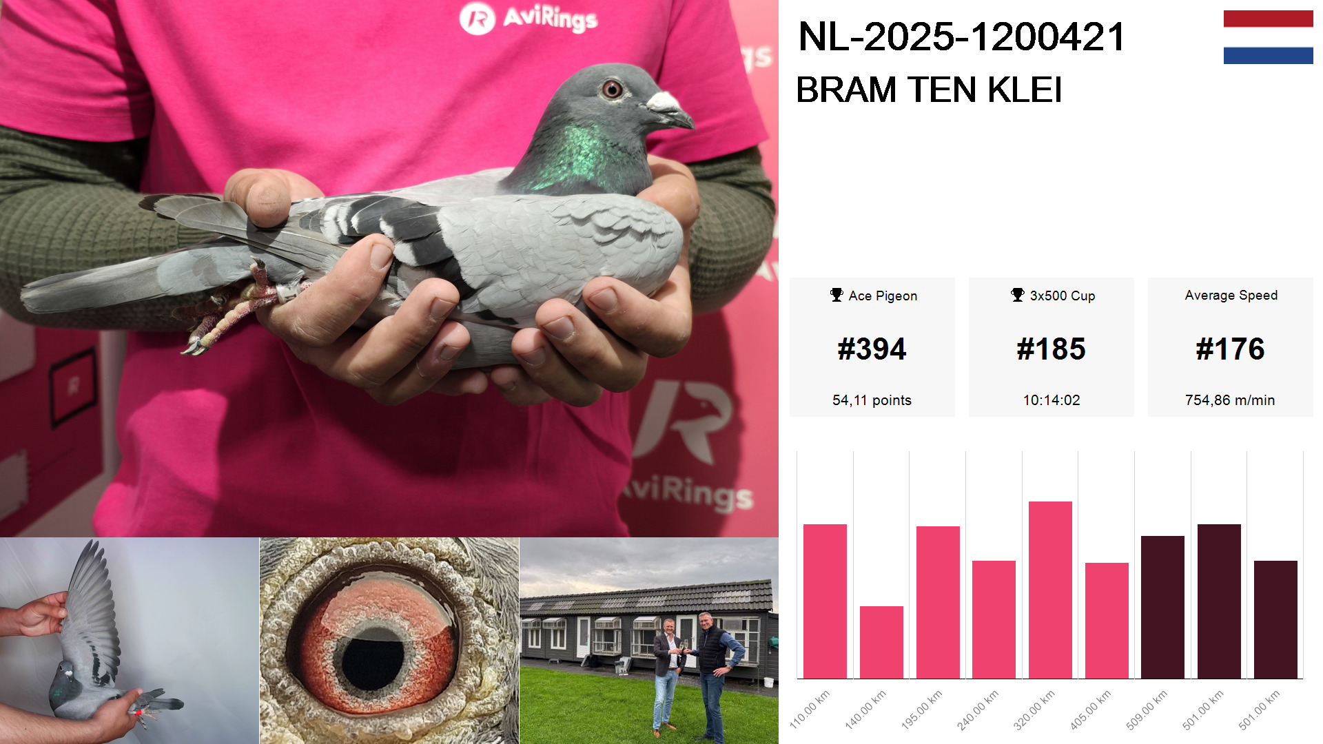 Pigeon summary image