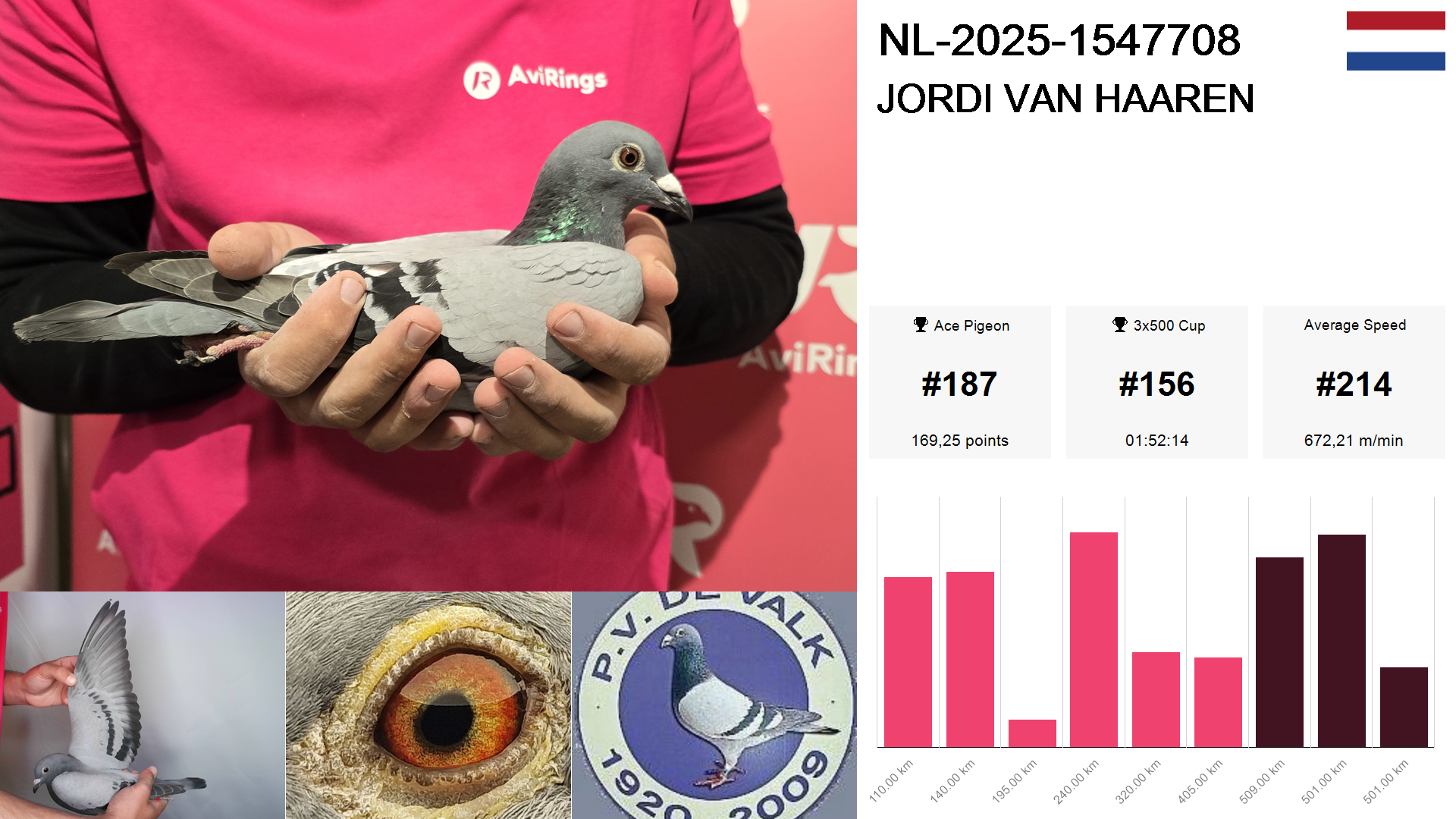 Pigeon summary image