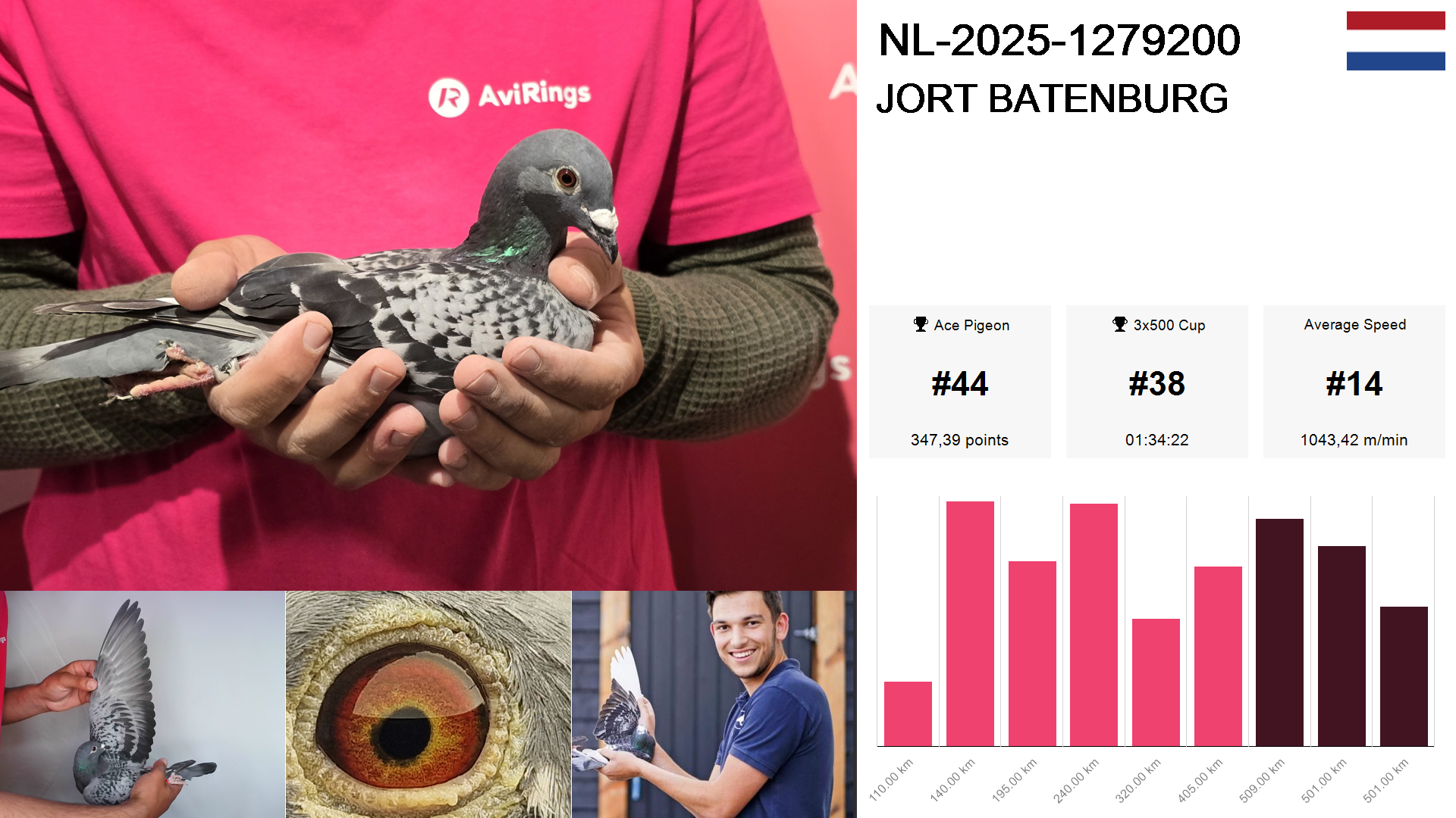 Pigeon summary image