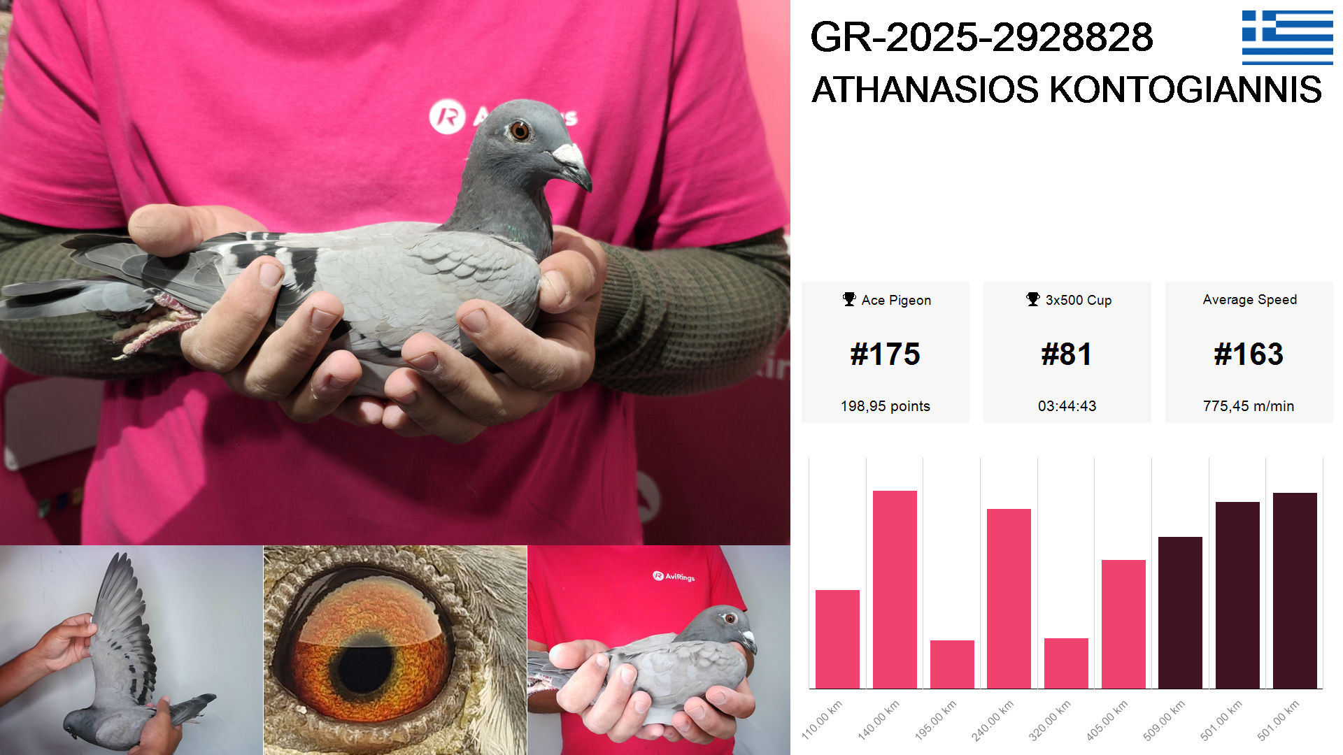 Pigeon summary image