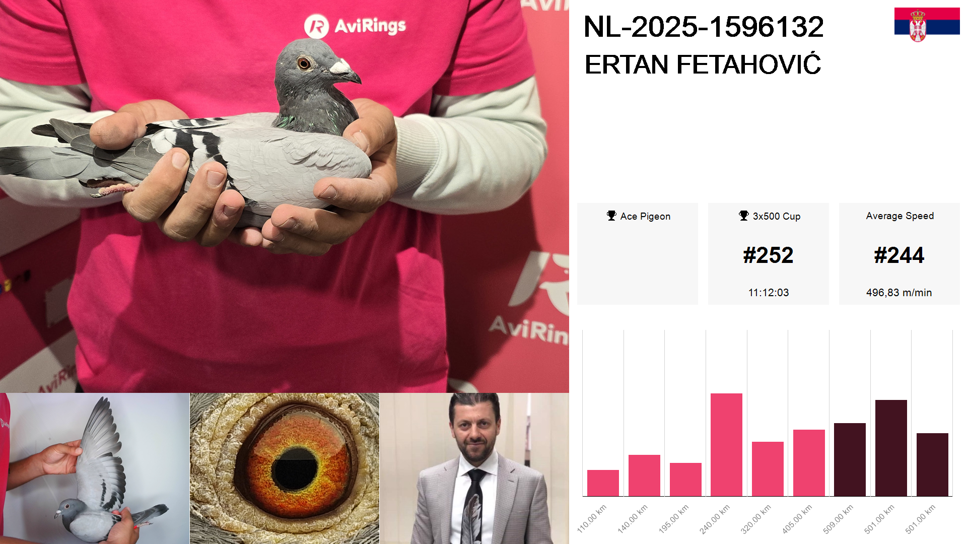 Pigeon summary image