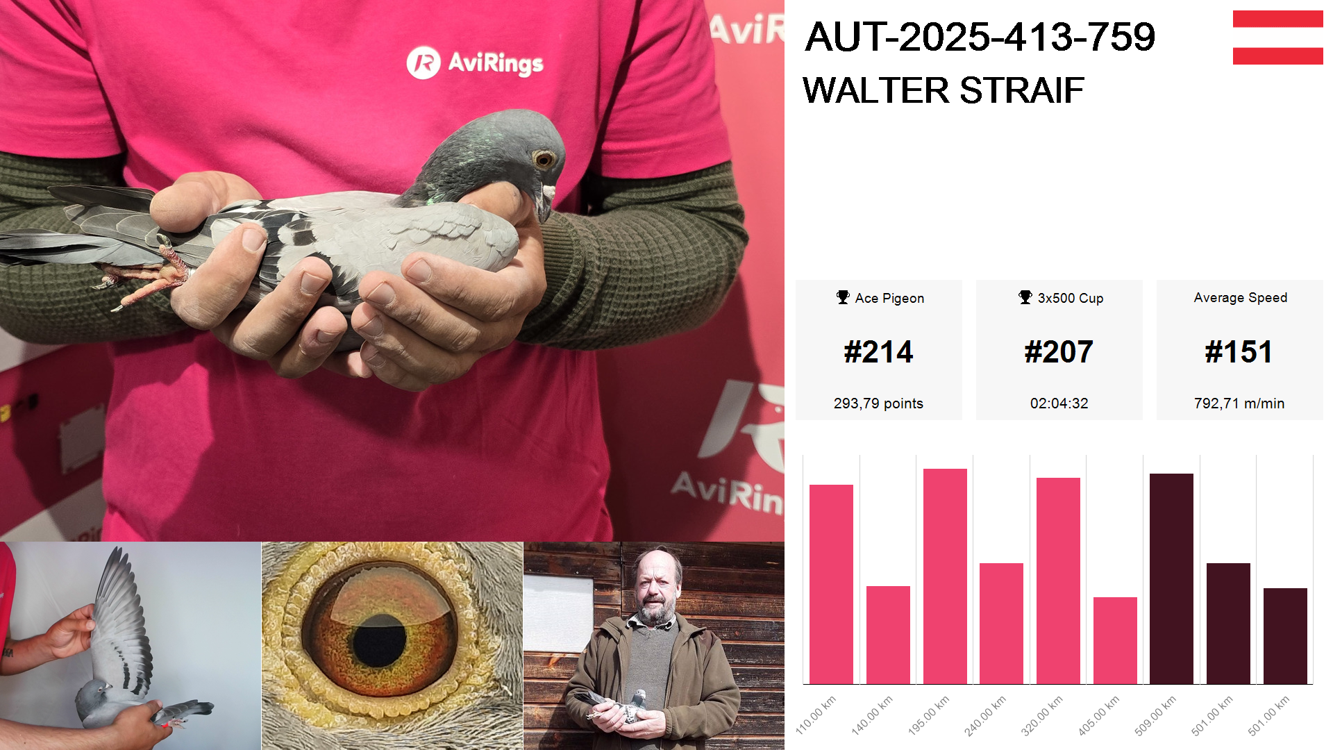 Pigeon summary image