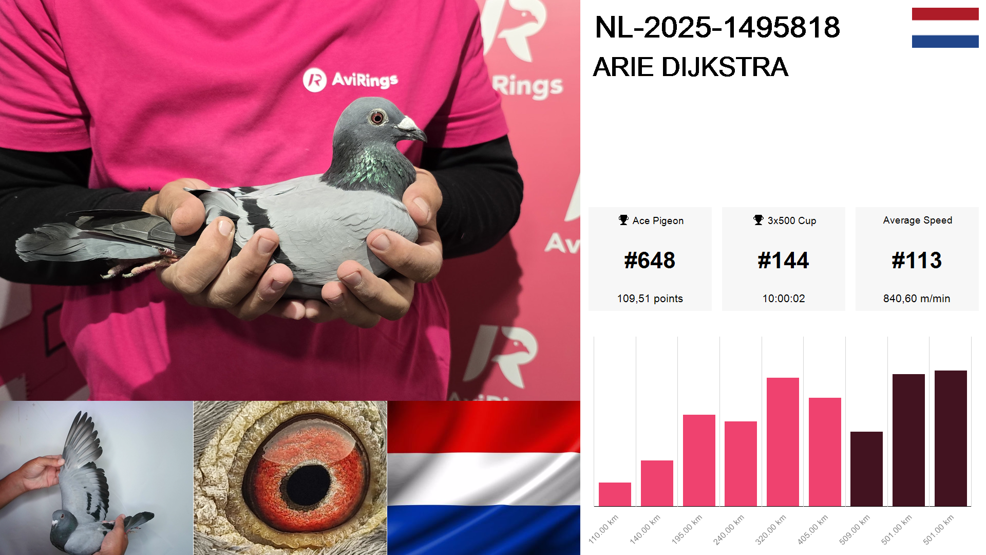 Pigeon summary image