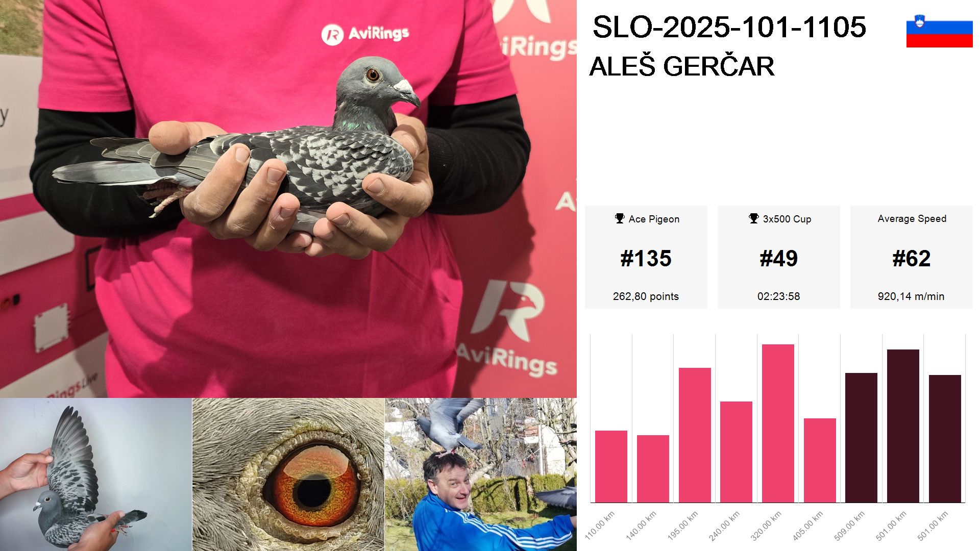 Pigeon summary image