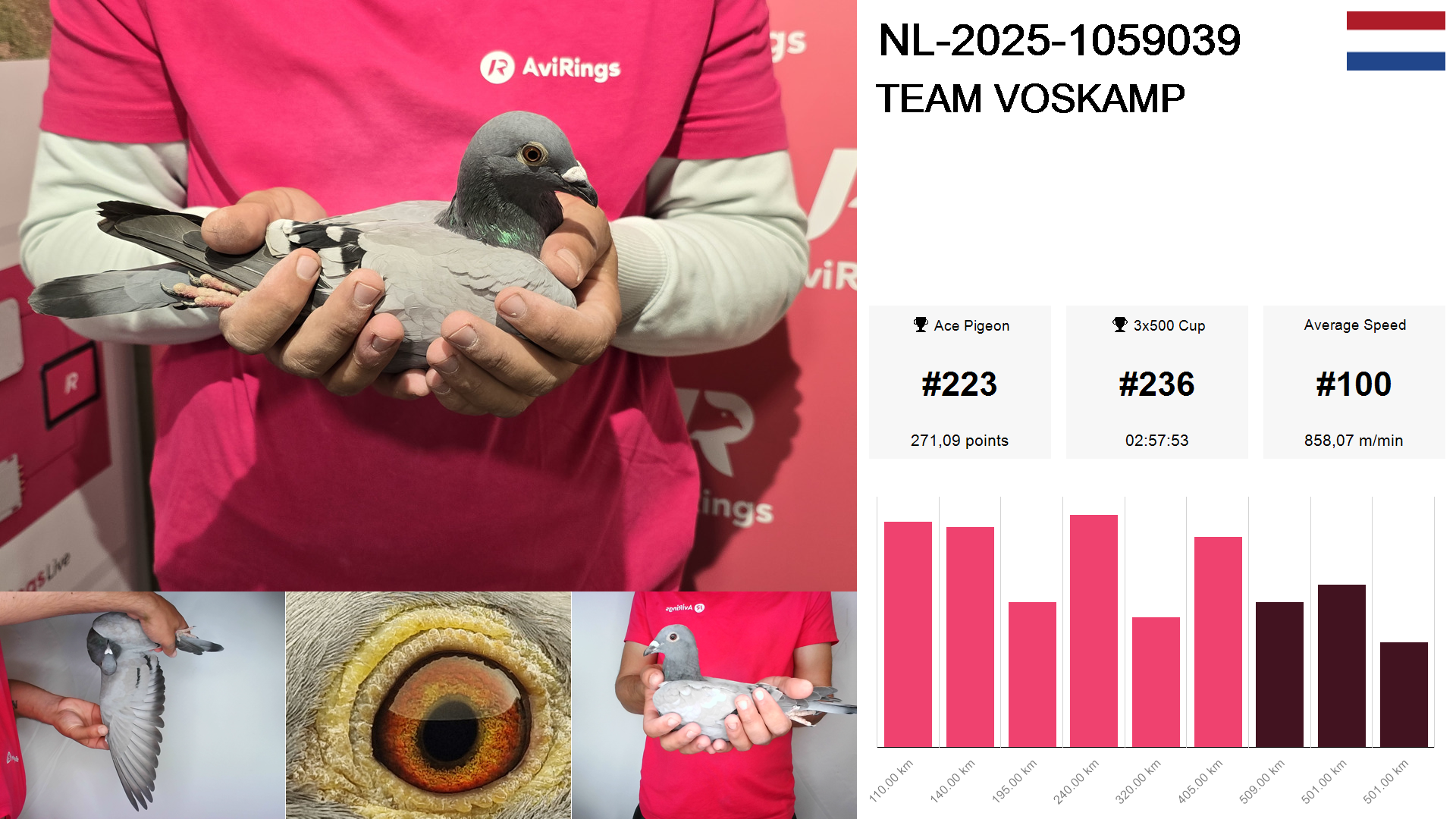 Pigeon summary image