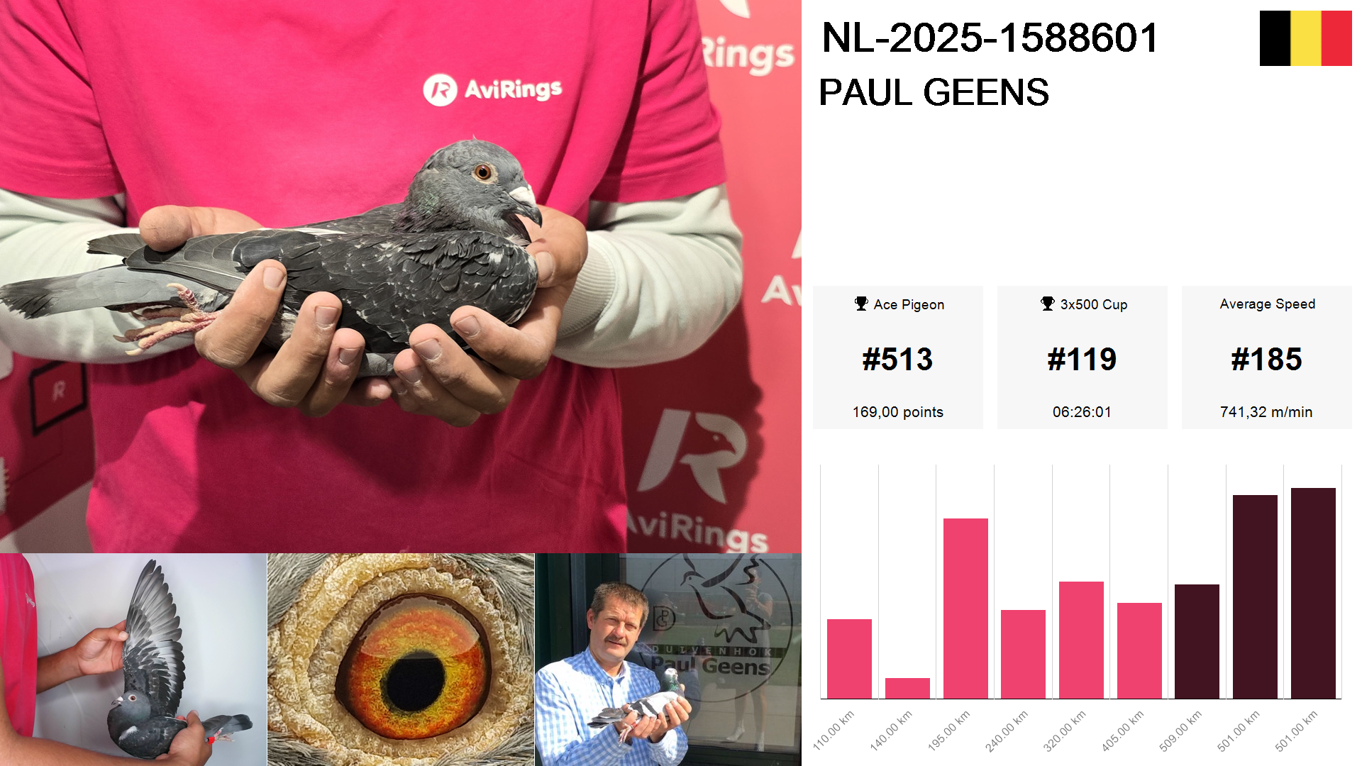 Pigeon summary image