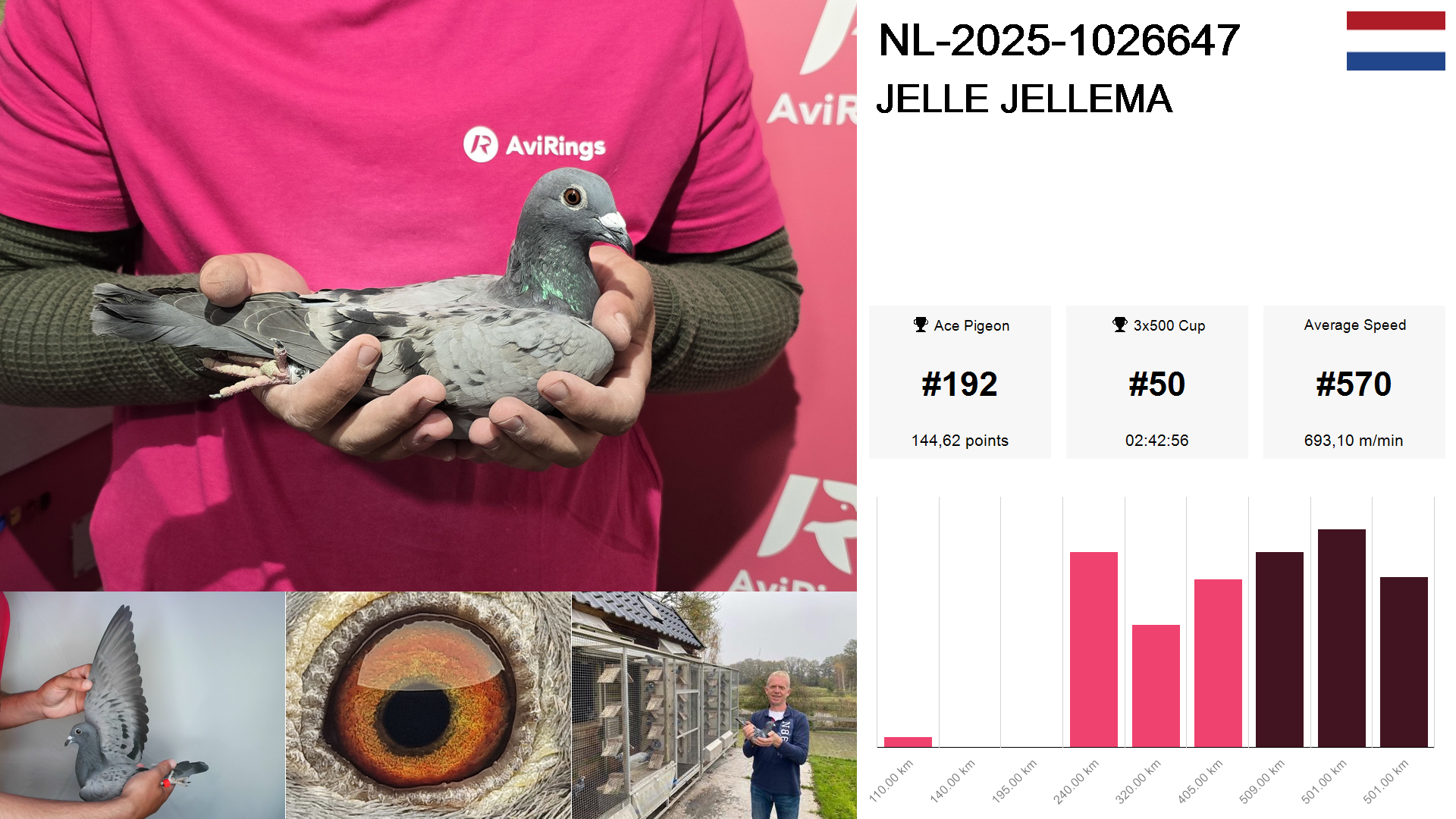 Pigeon summary image