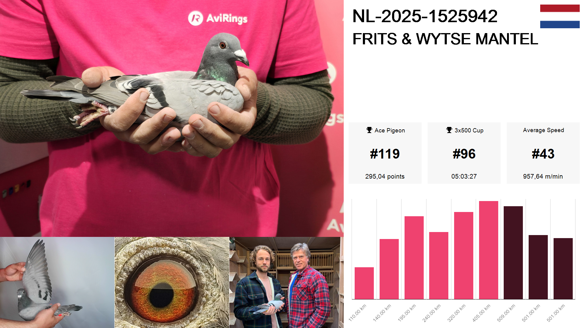 Pigeon summary image