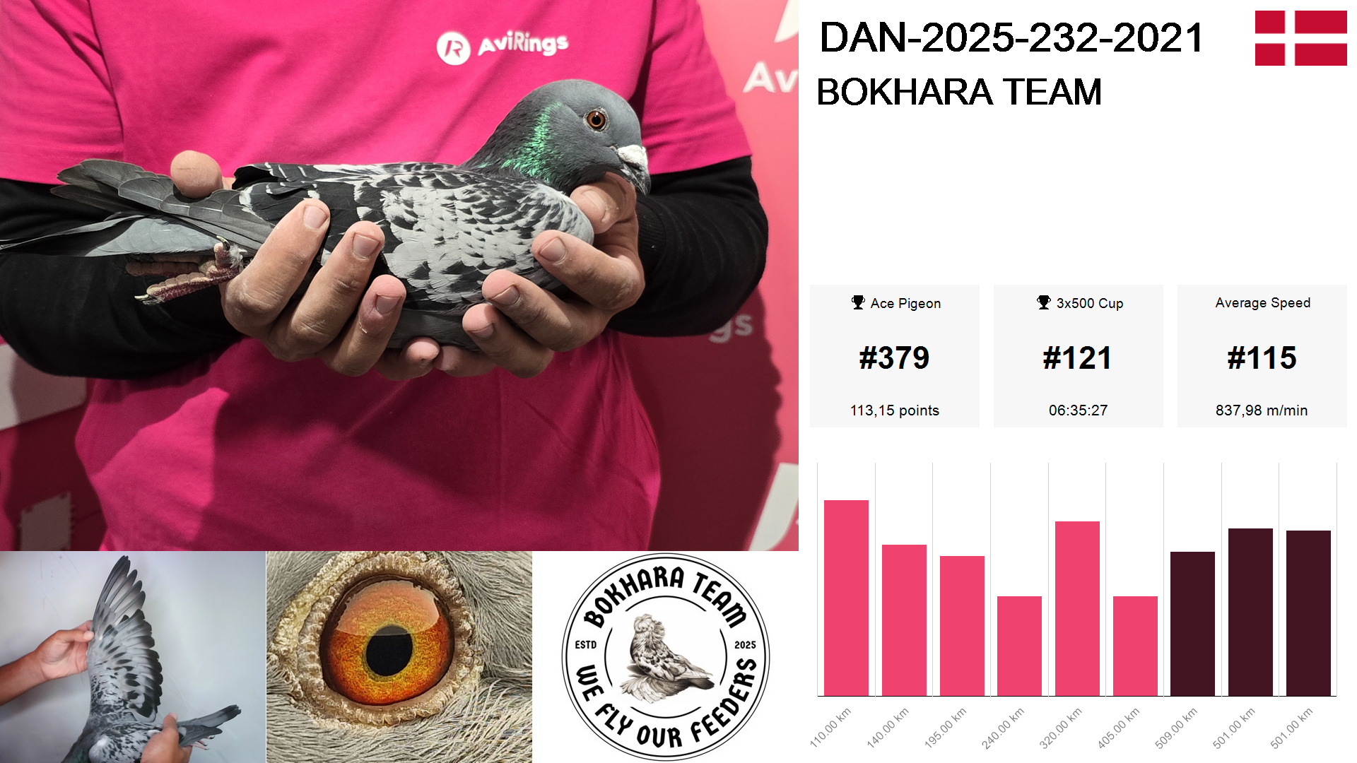 Pigeon summary image