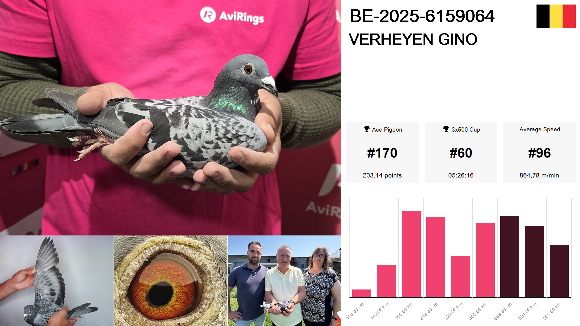 Pigeon summary image