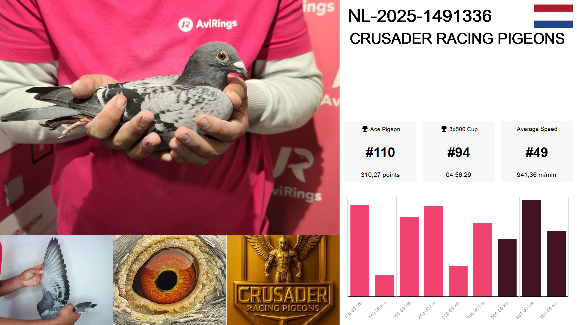 Pigeon summary image