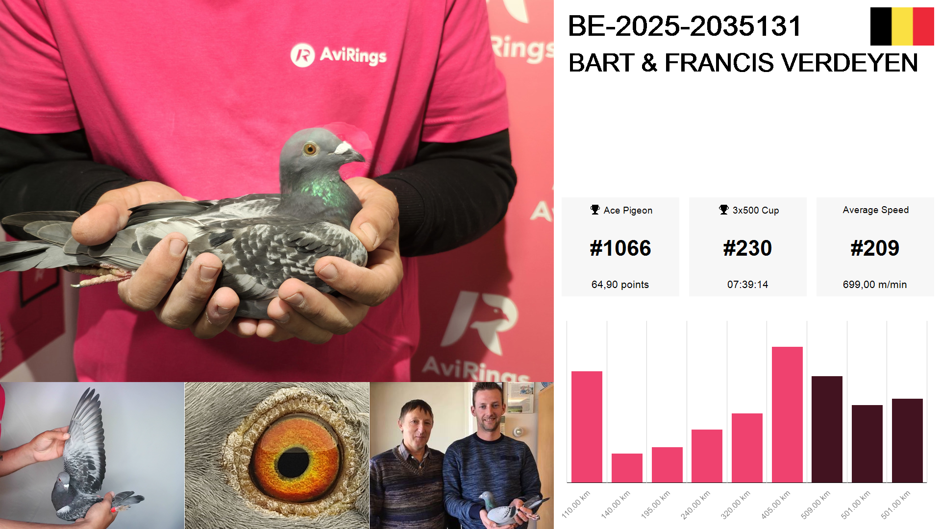 Pigeon summary image