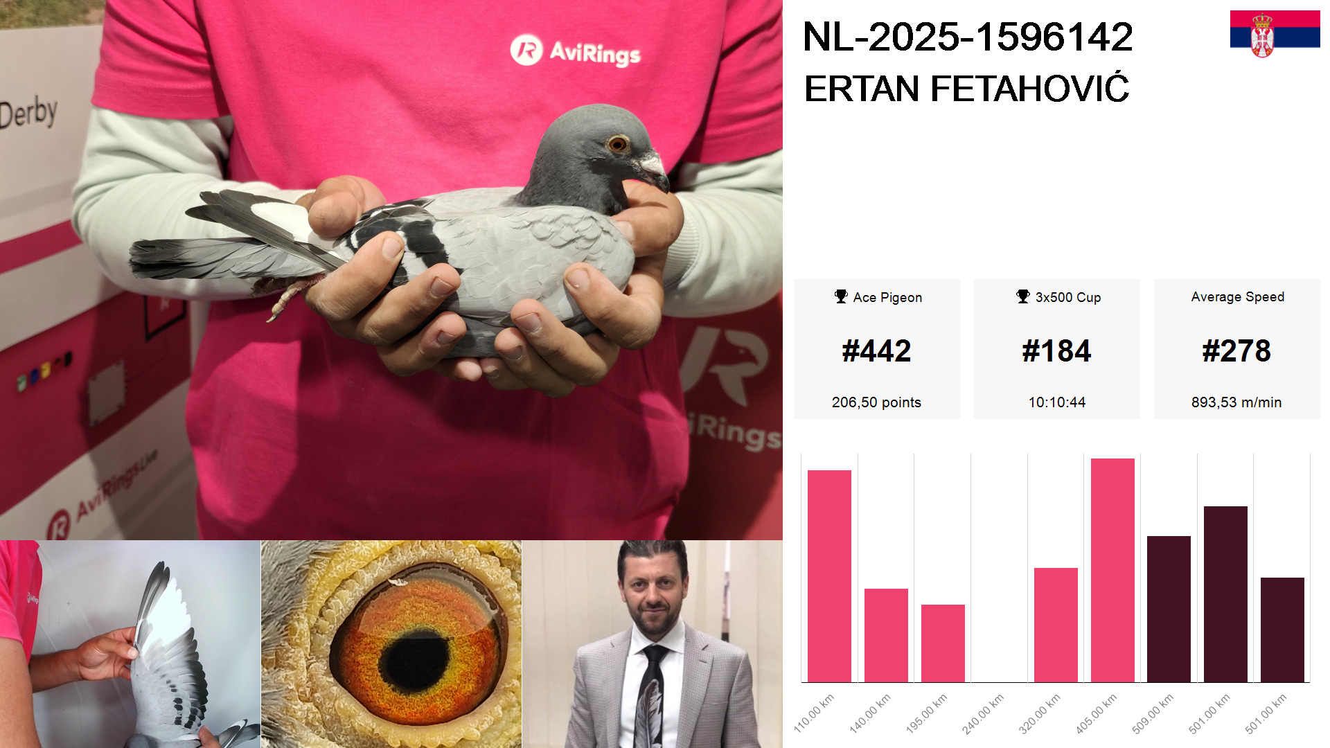 Pigeon summary image