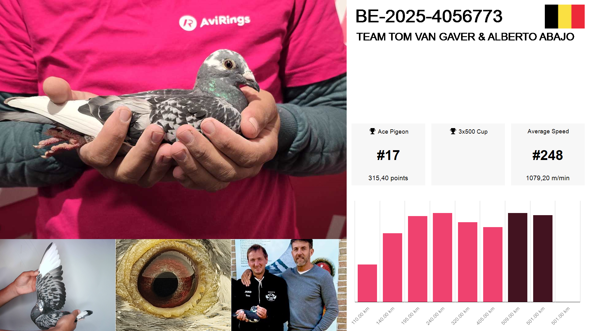 Pigeon summary image