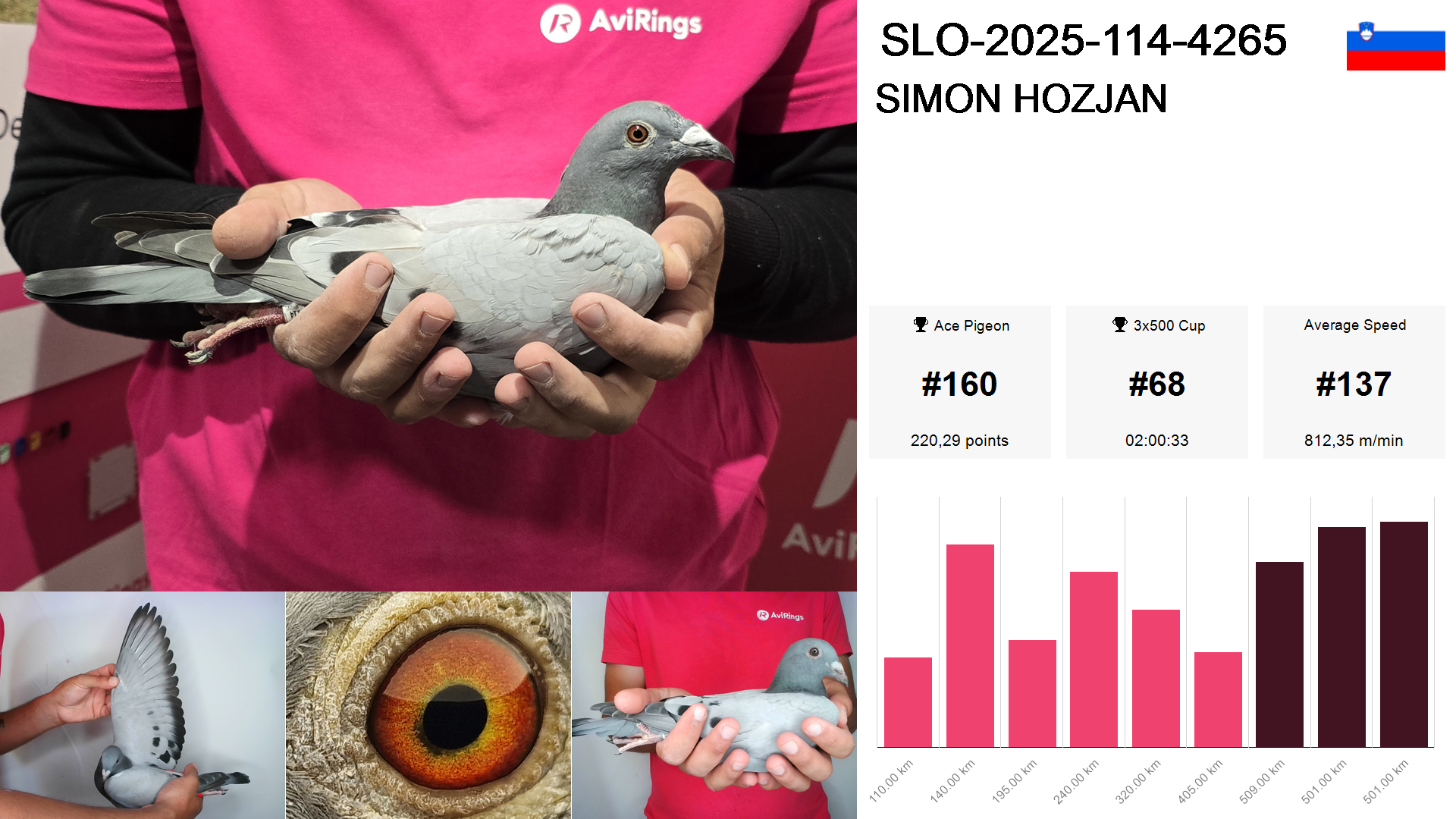 Pigeon summary image