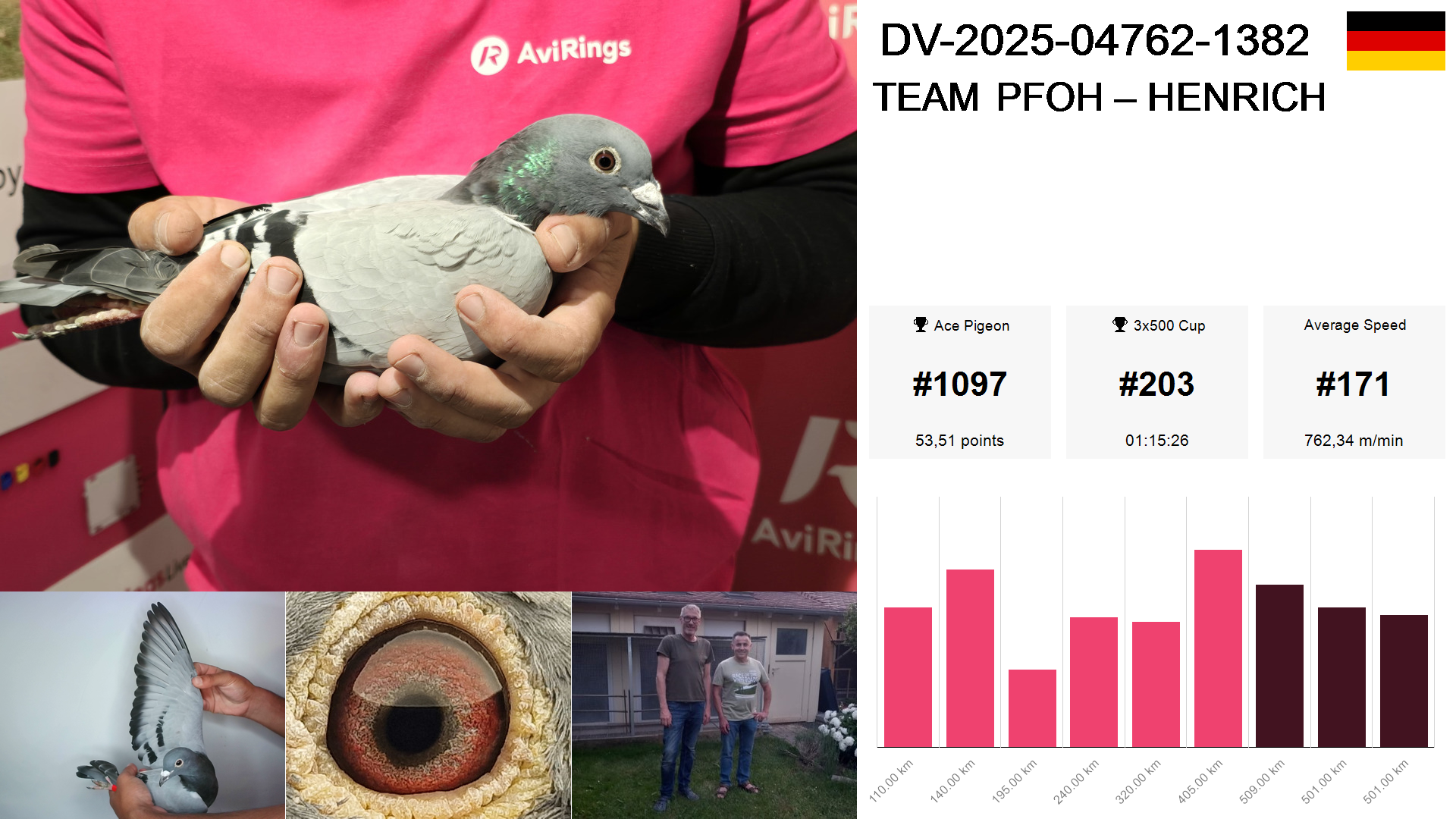 Pigeon summary image