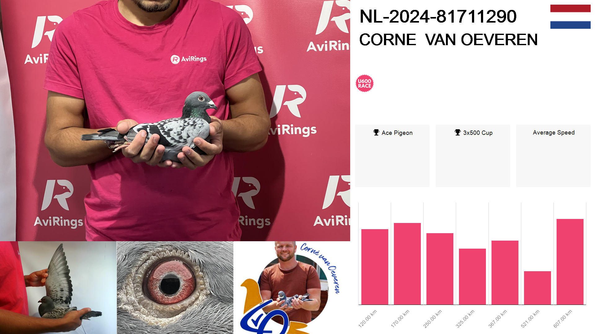 Pigeon summary image