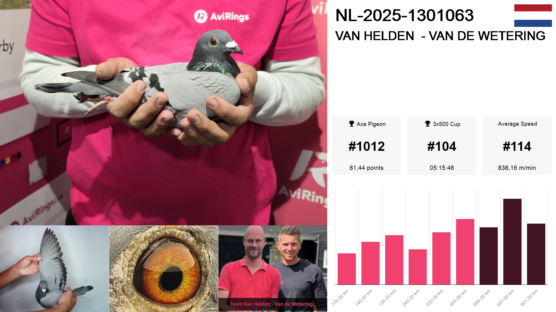 Pigeon summary image