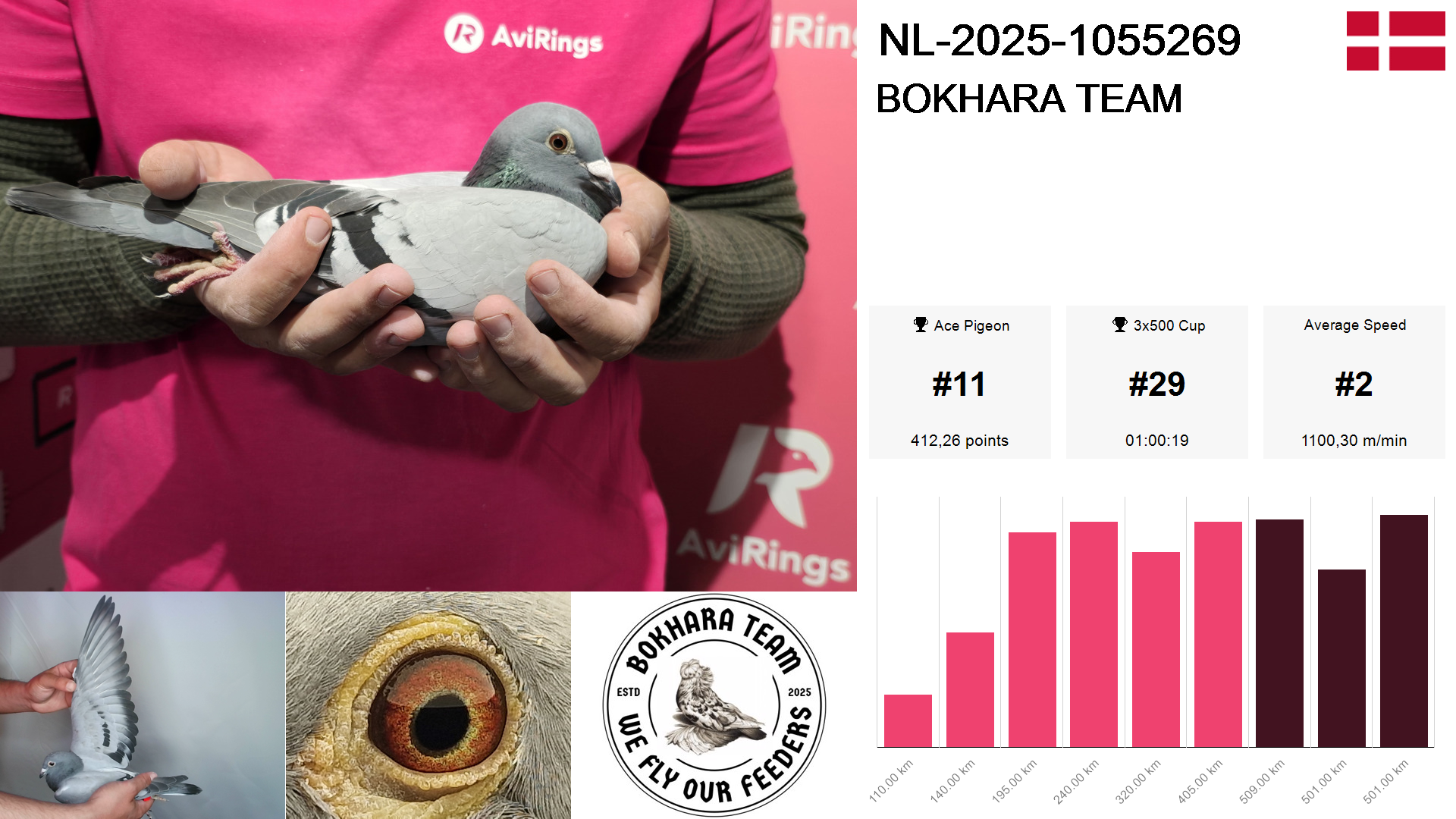 Pigeon summary image