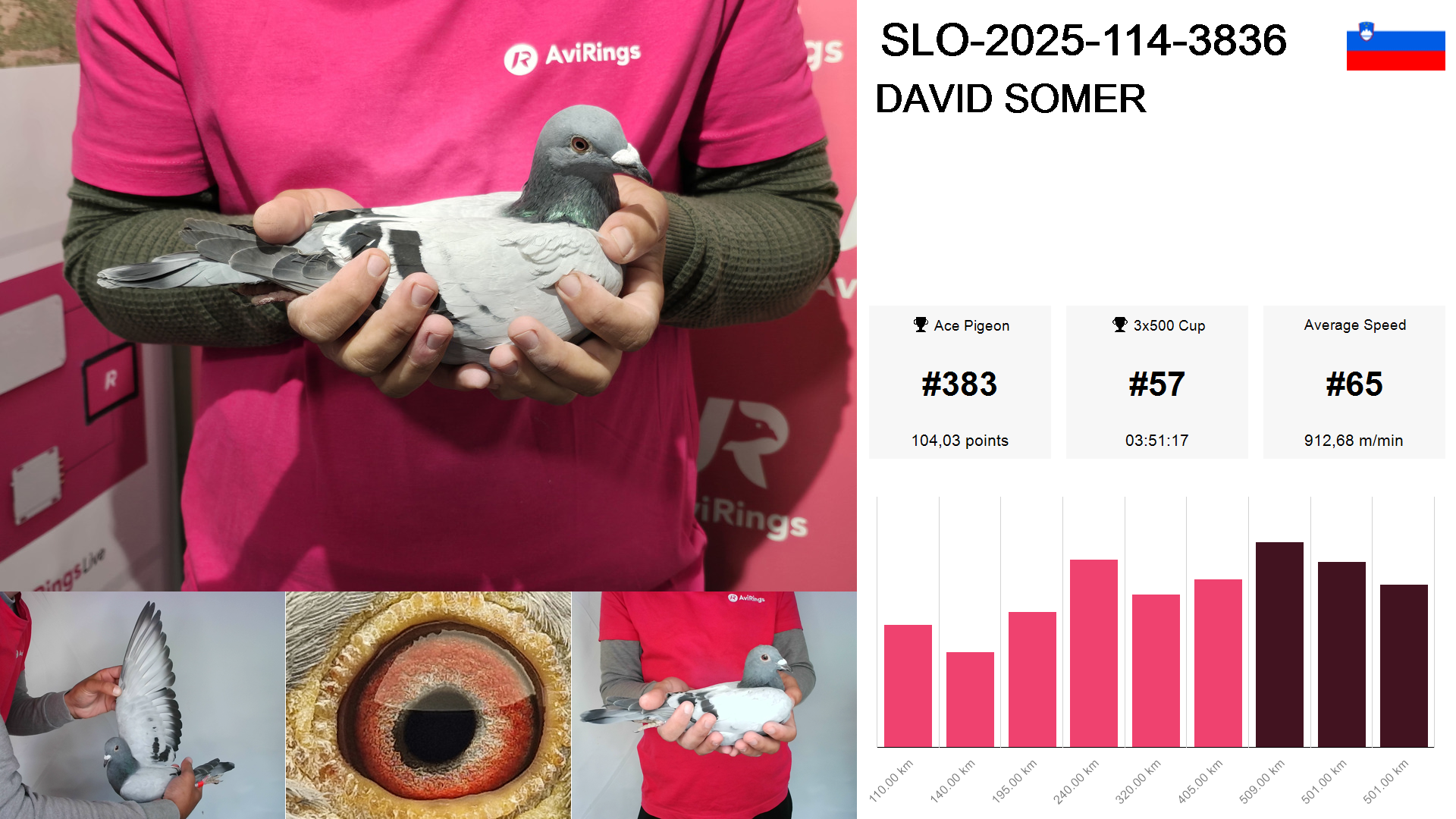 Pigeon summary image