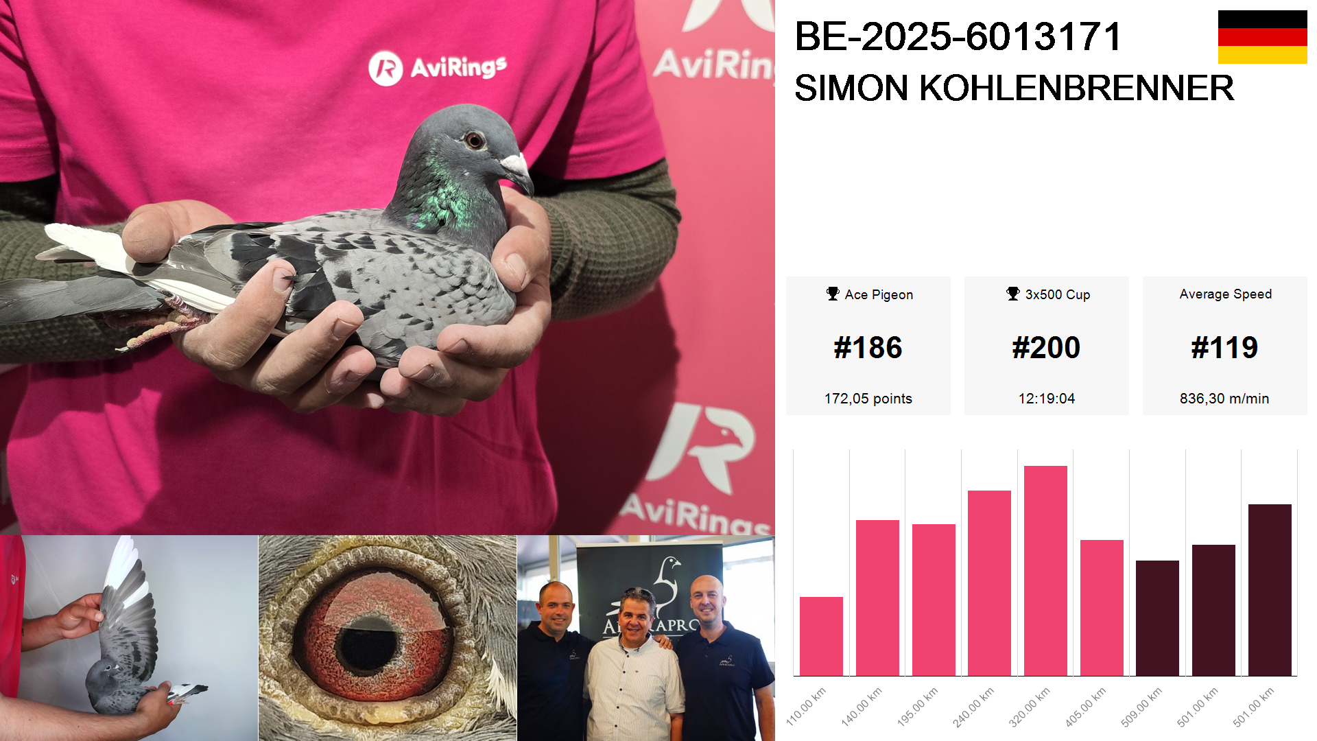 Pigeon summary image