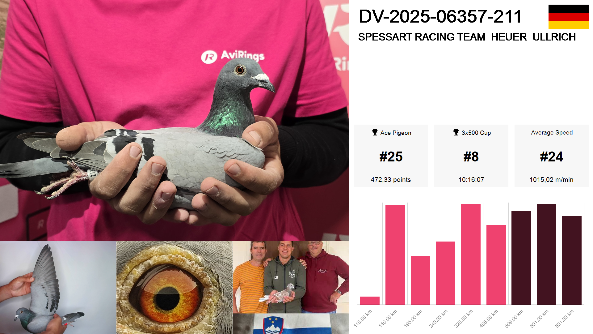 Pigeon summary image