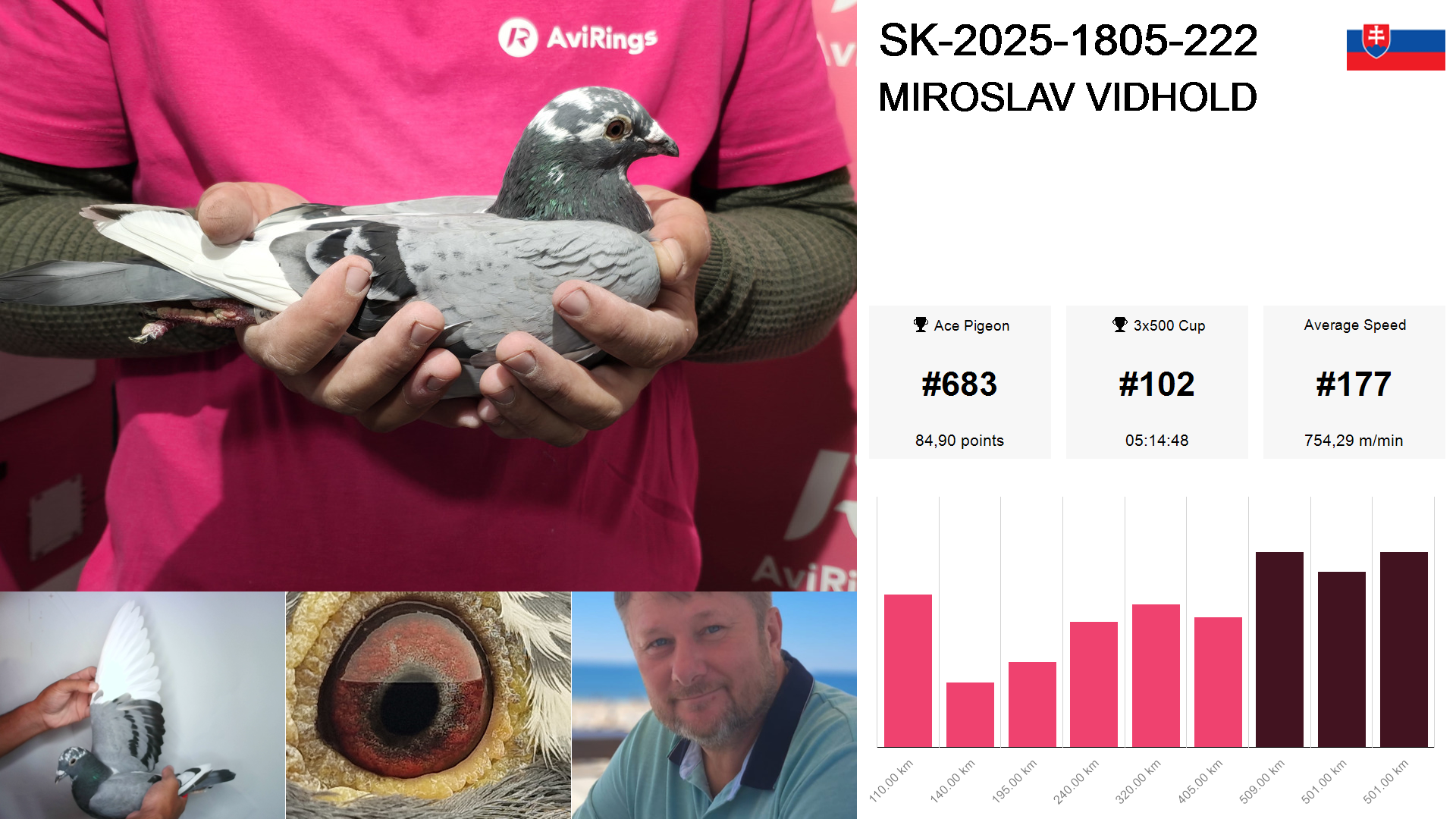 Pigeon summary image