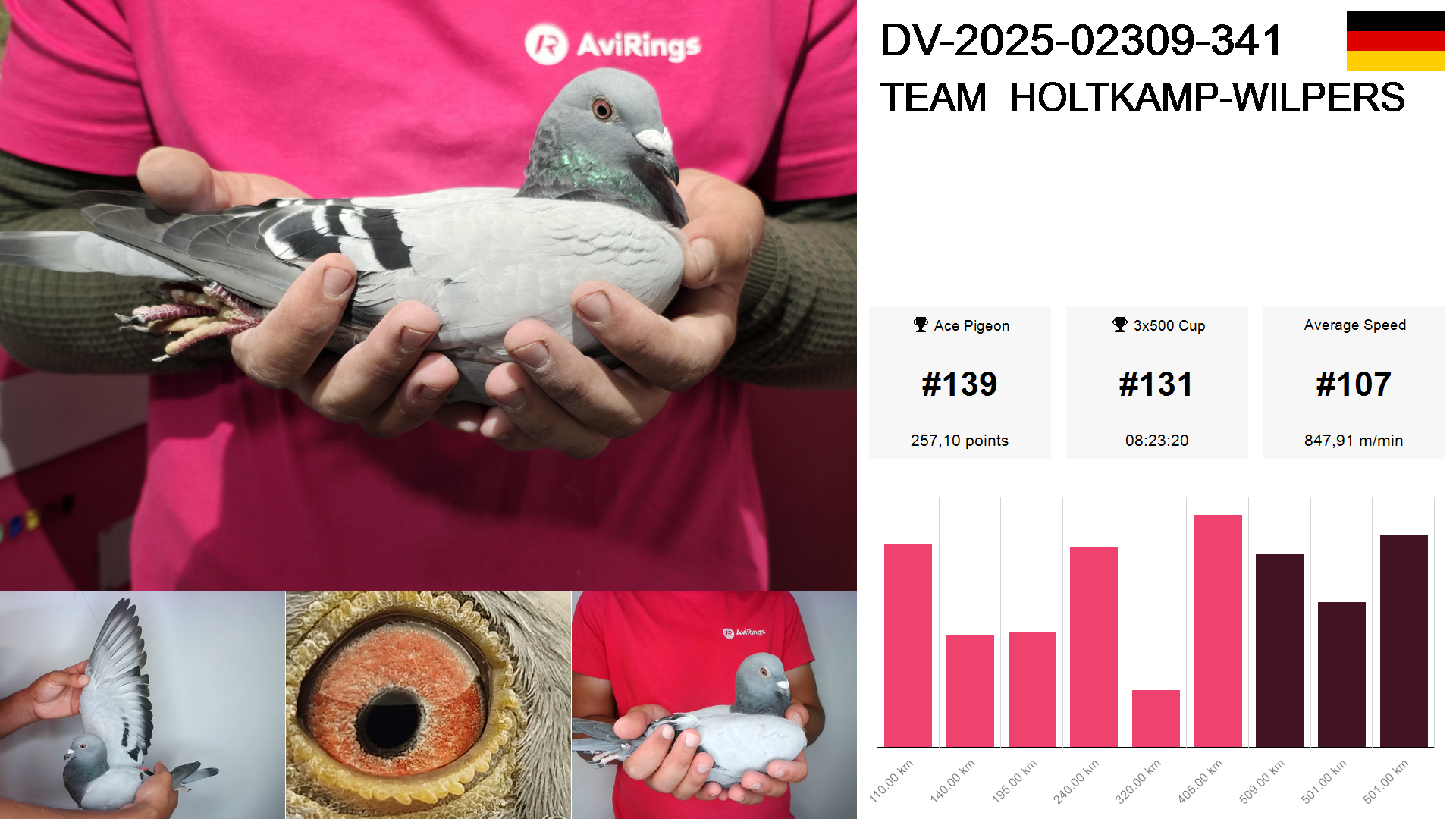 Pigeon summary image