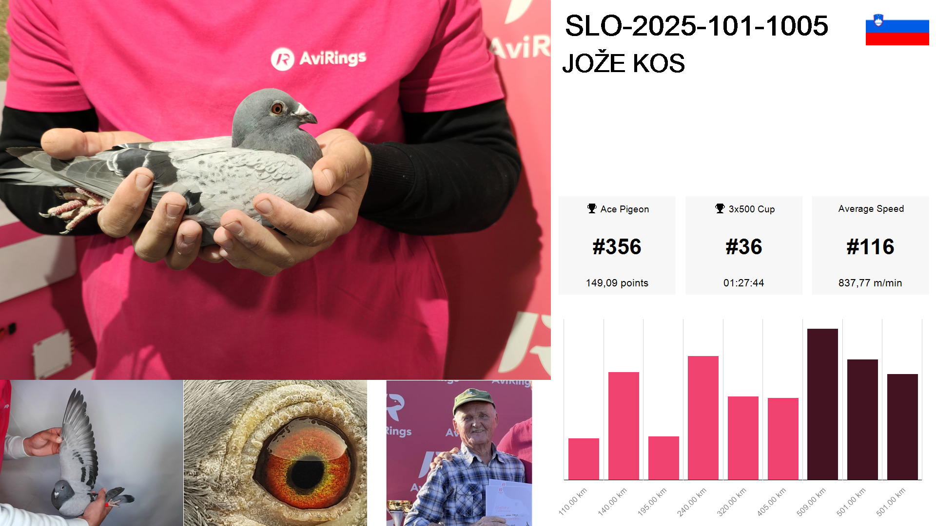 Pigeon summary image