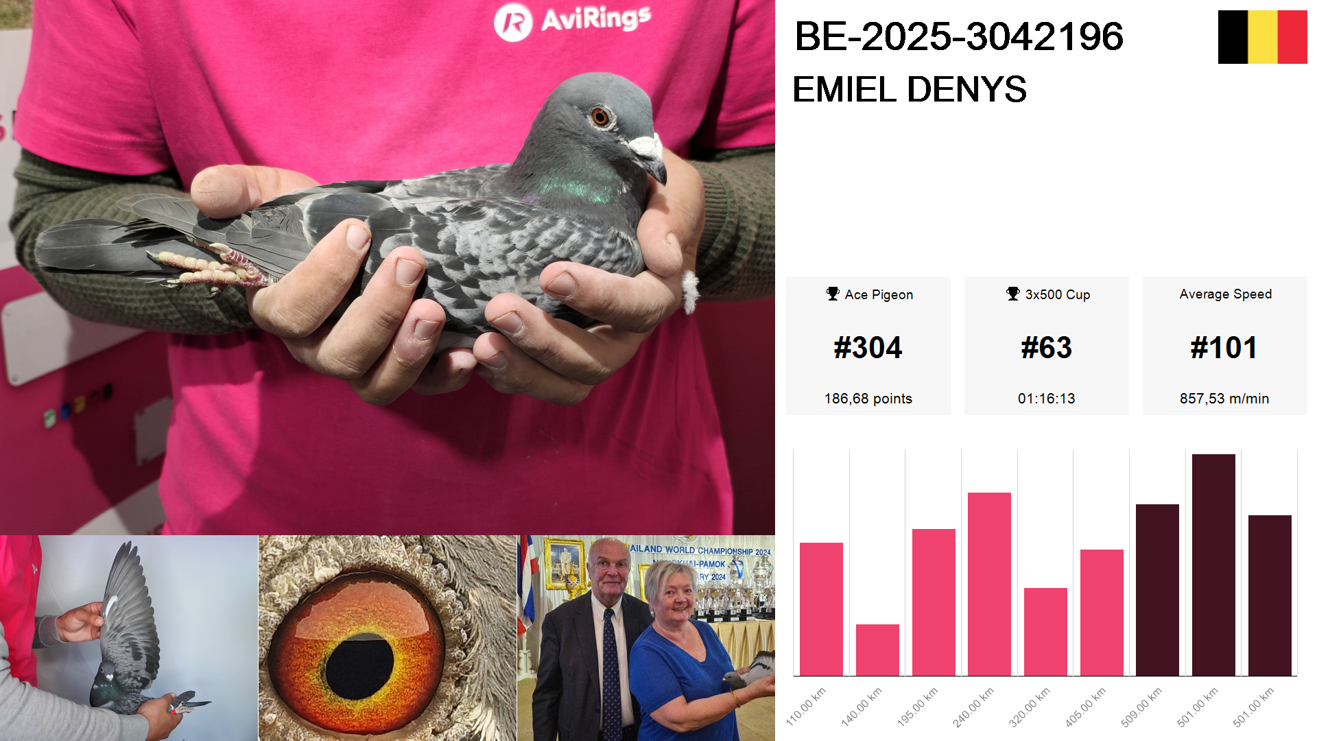 Pigeon summary image