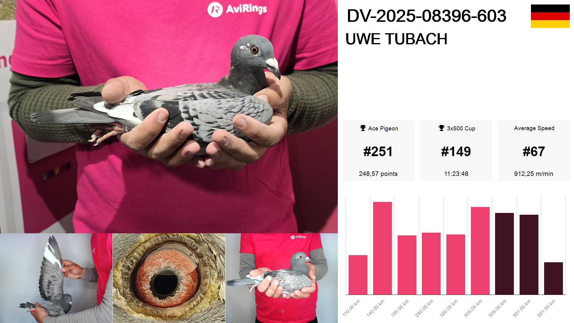 Pigeon summary image