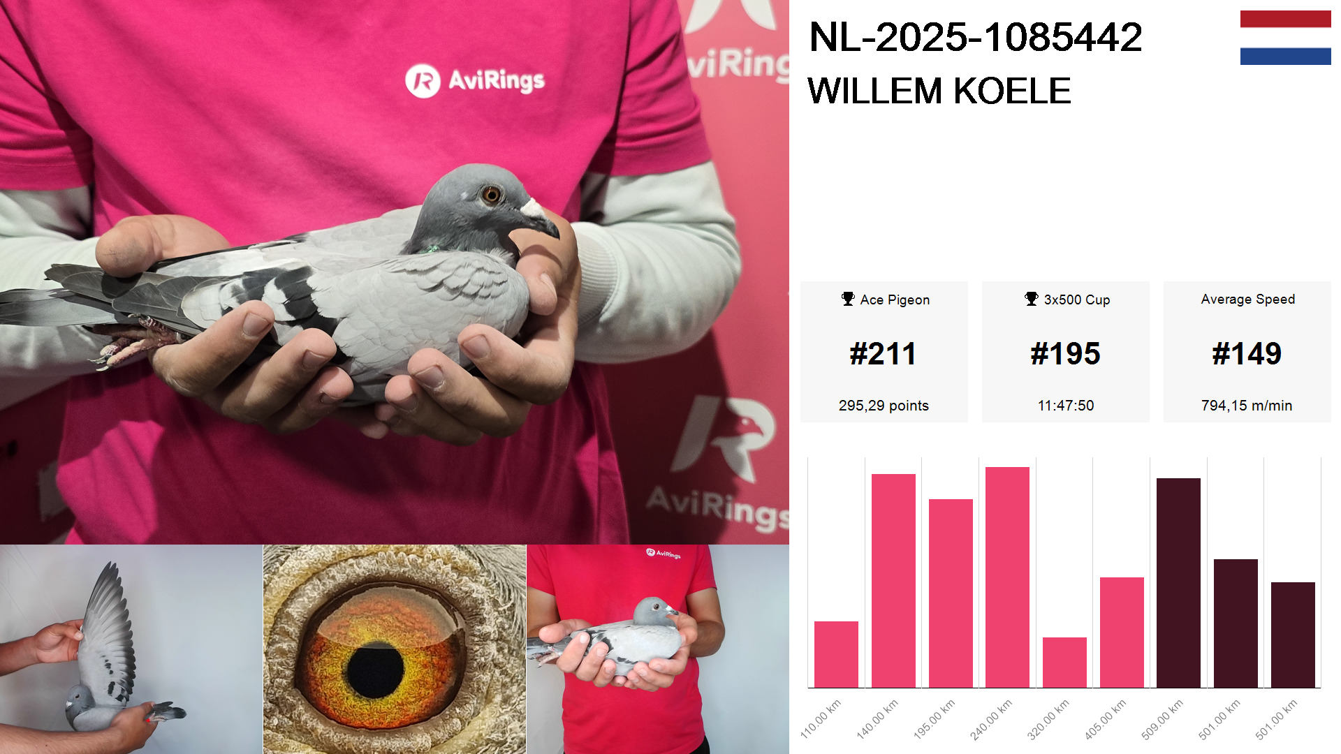 Pigeon summary image