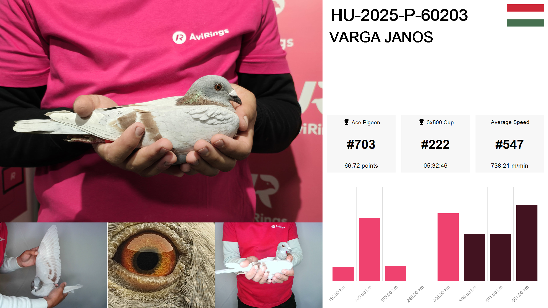 Pigeon summary image