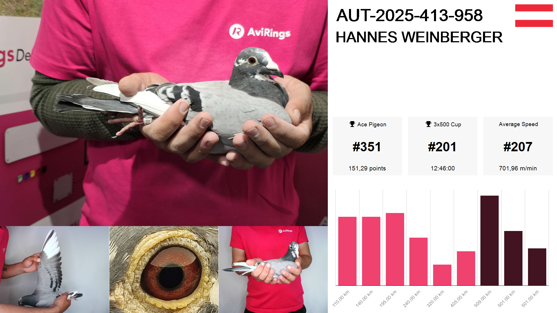 Pigeon summary image