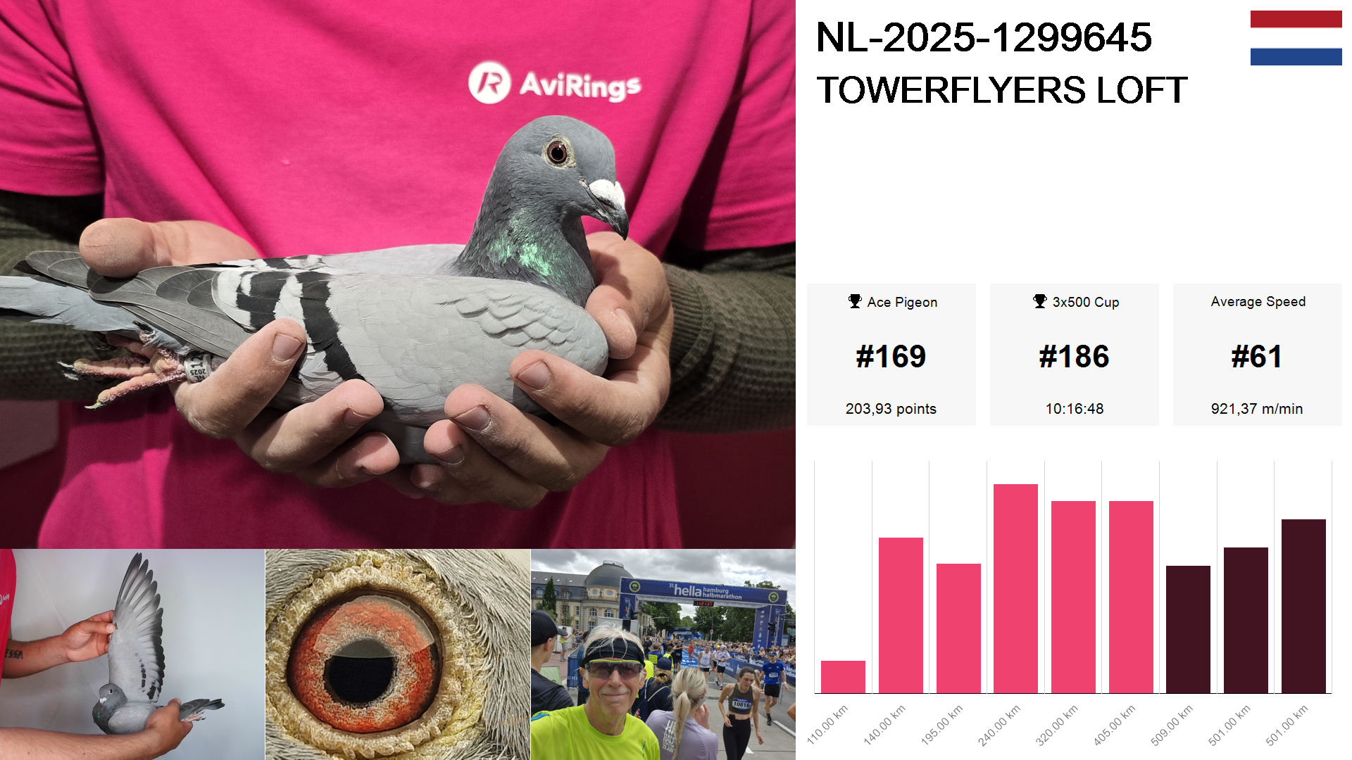 Pigeon summary image