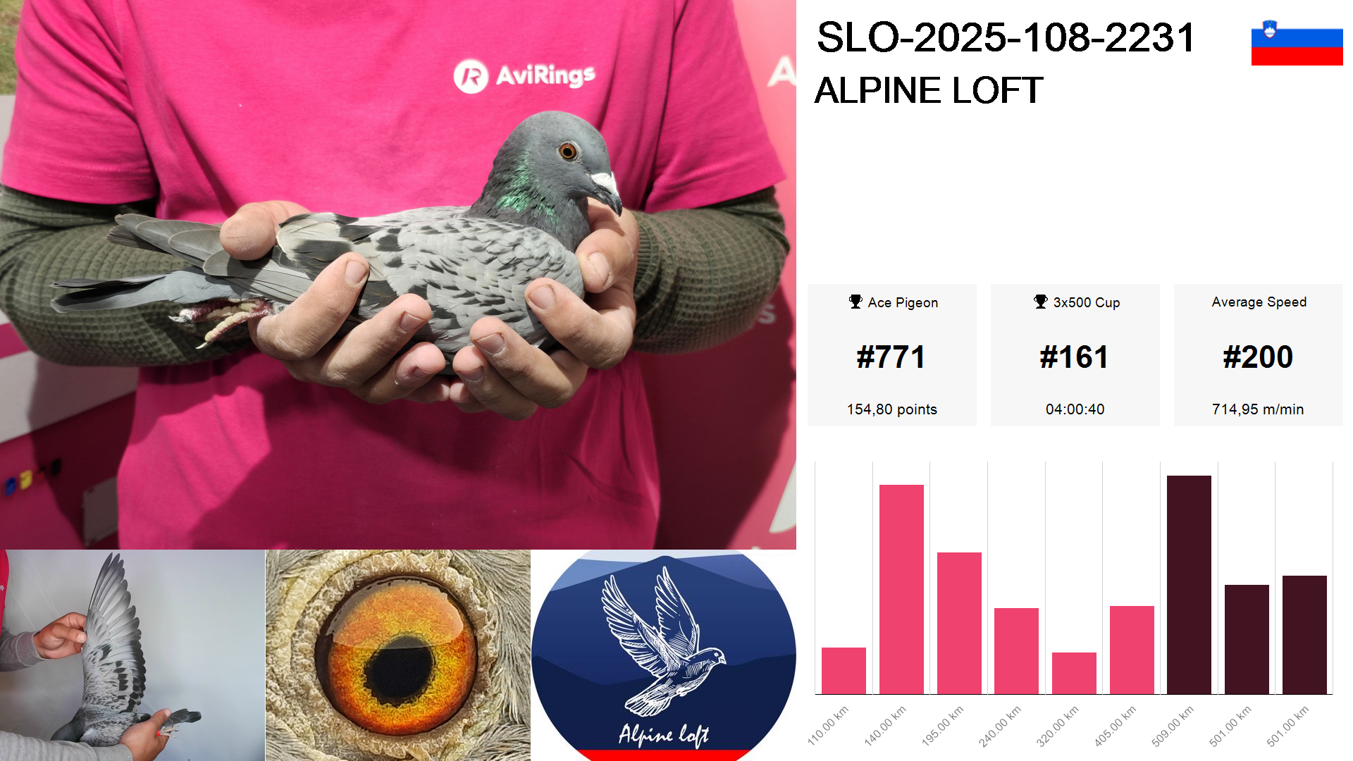 Pigeon summary image