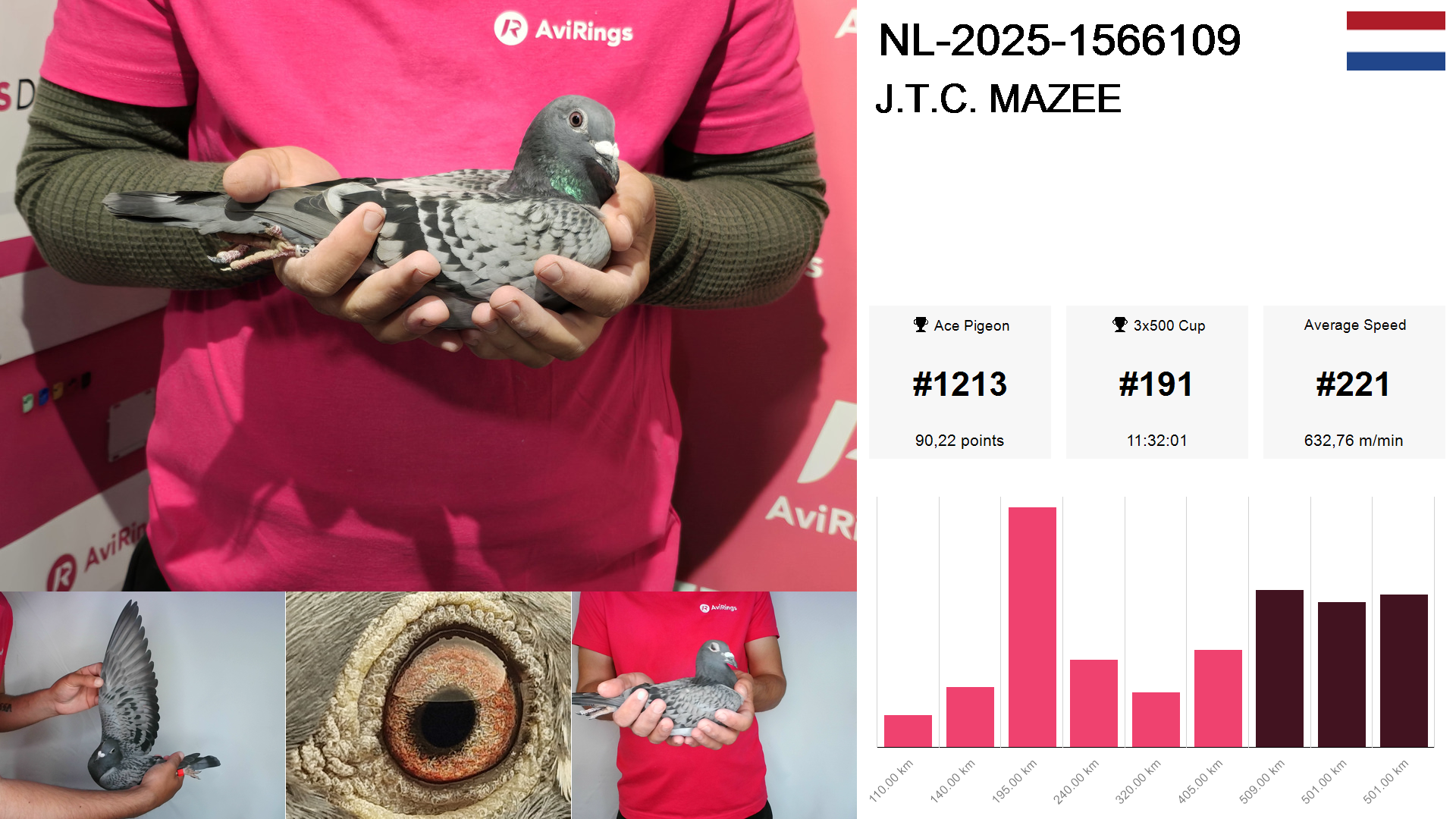 Pigeon summary image