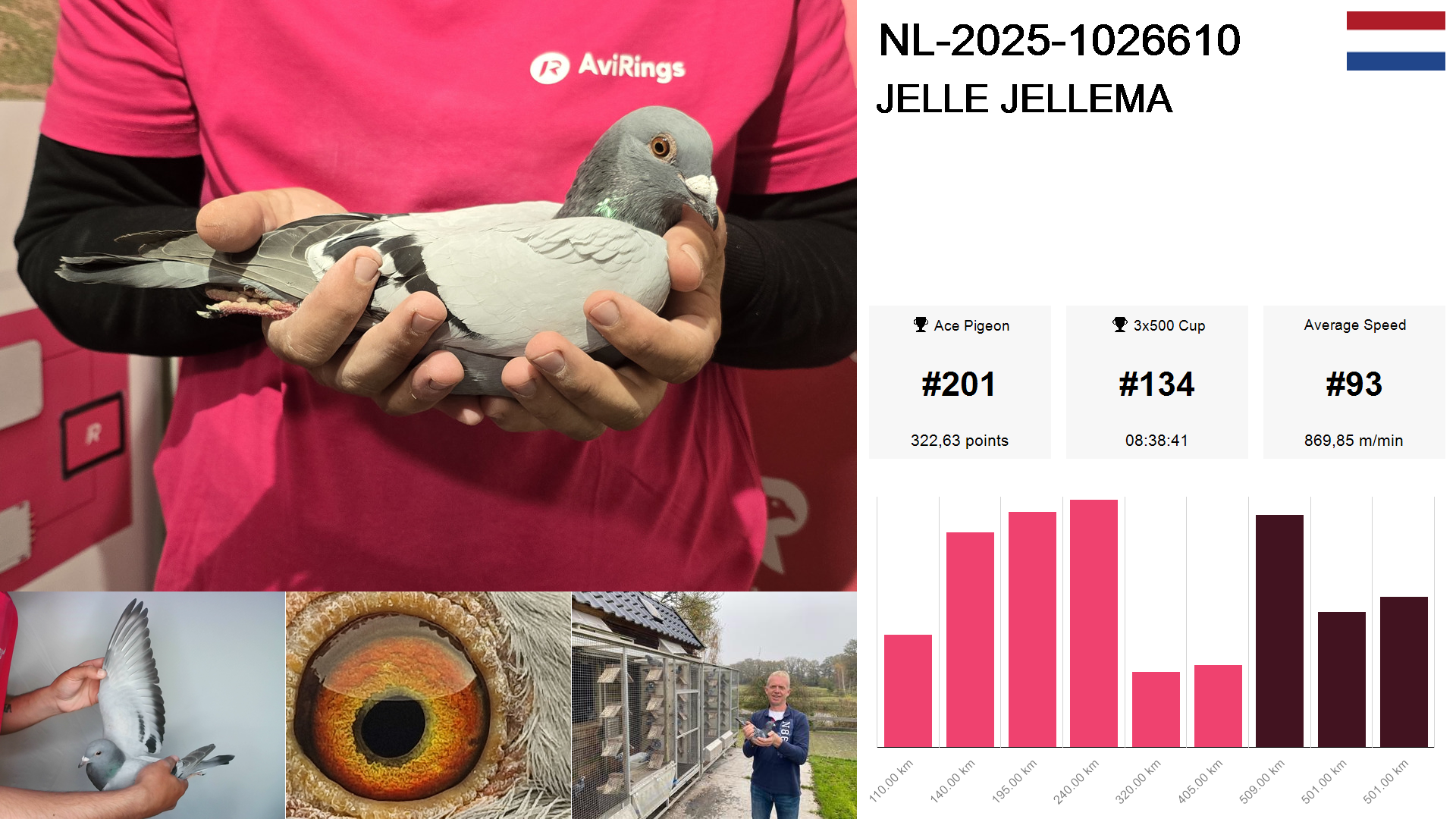 Pigeon summary image
