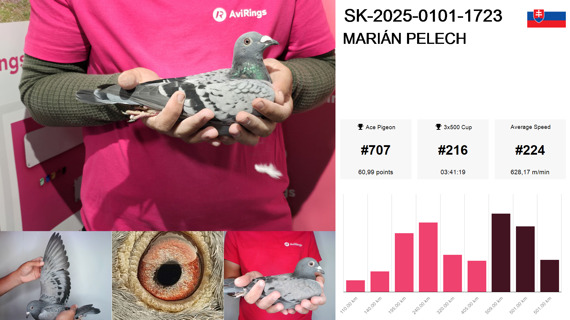 Pigeon summary image