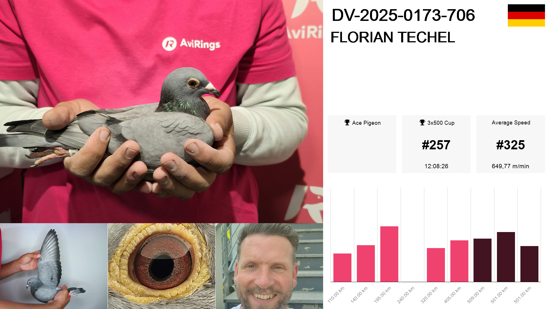 Pigeon summary image