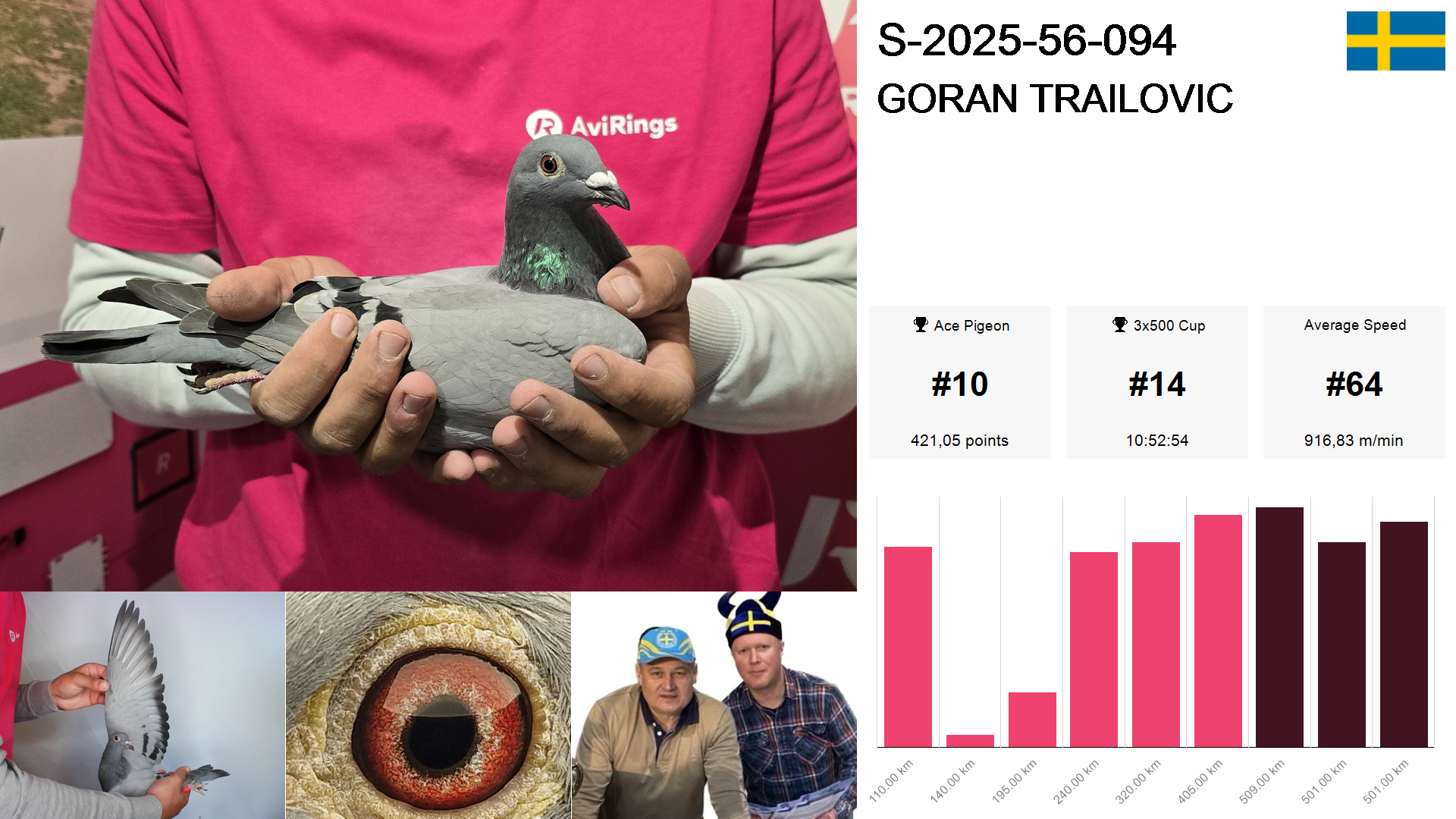 Pigeon summary image