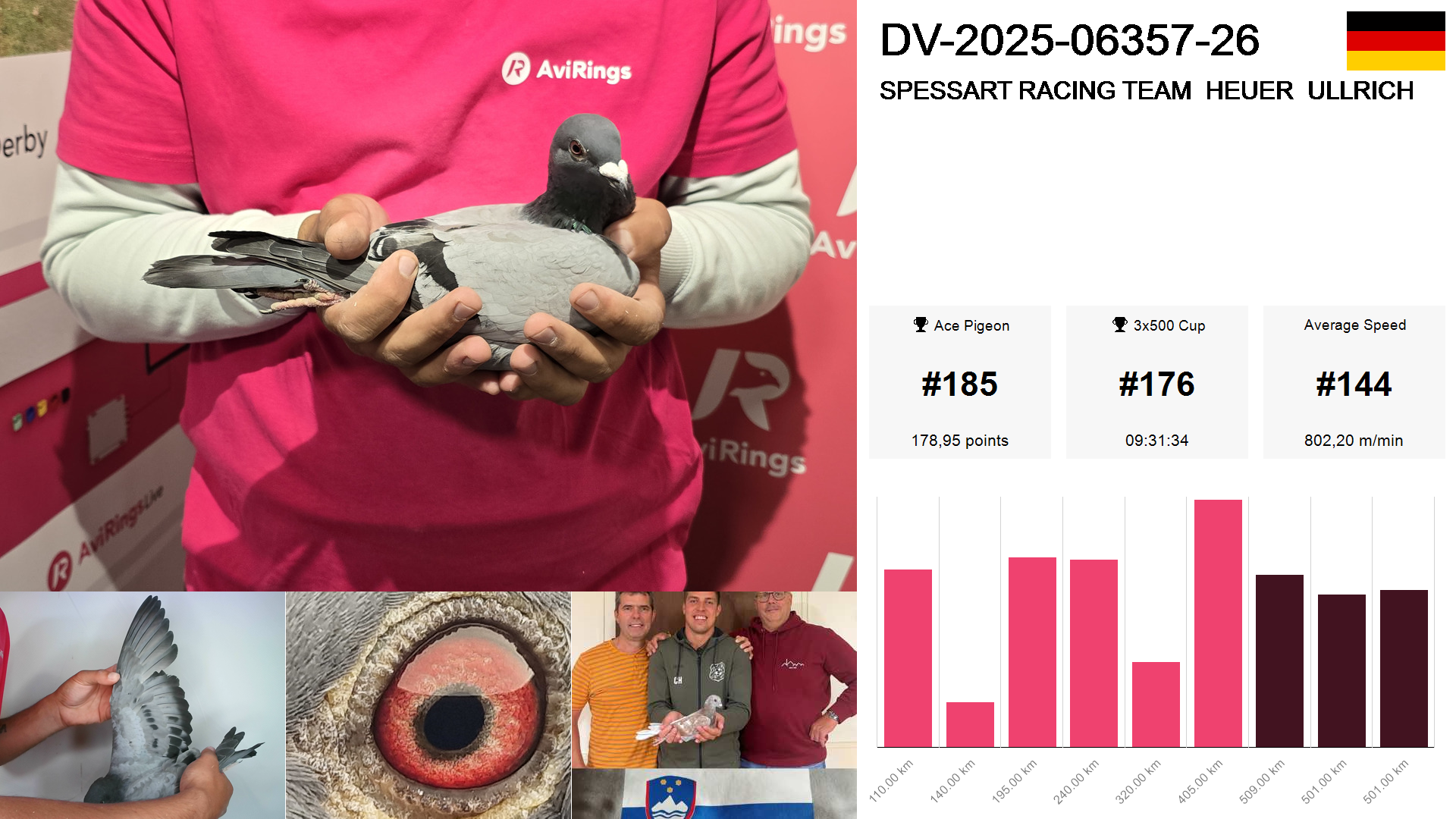 Pigeon summary image