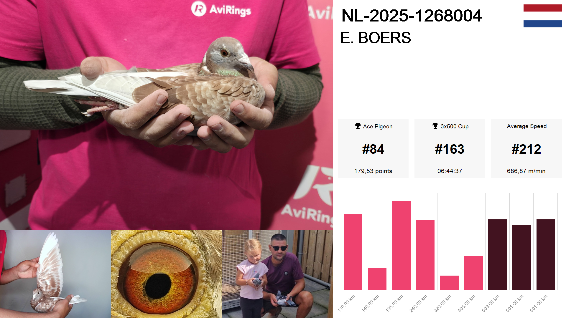 Pigeon summary image