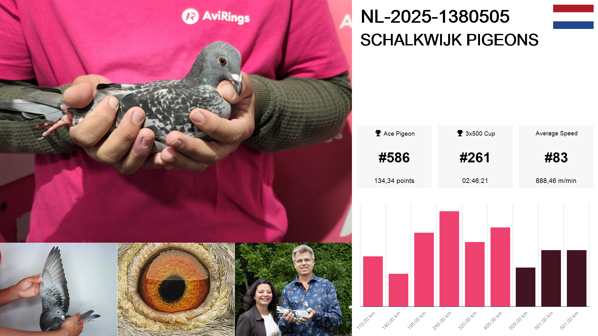 Pigeon summary image